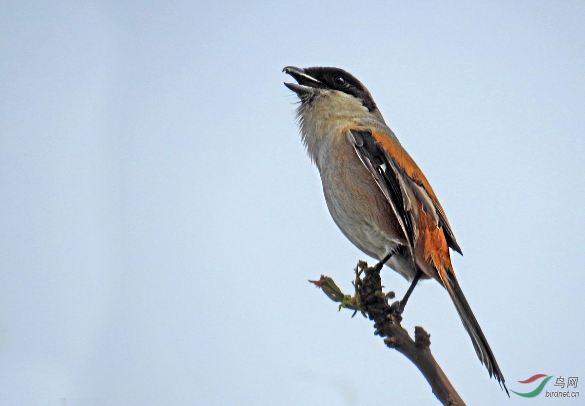 DSCN7877 ����.jpg