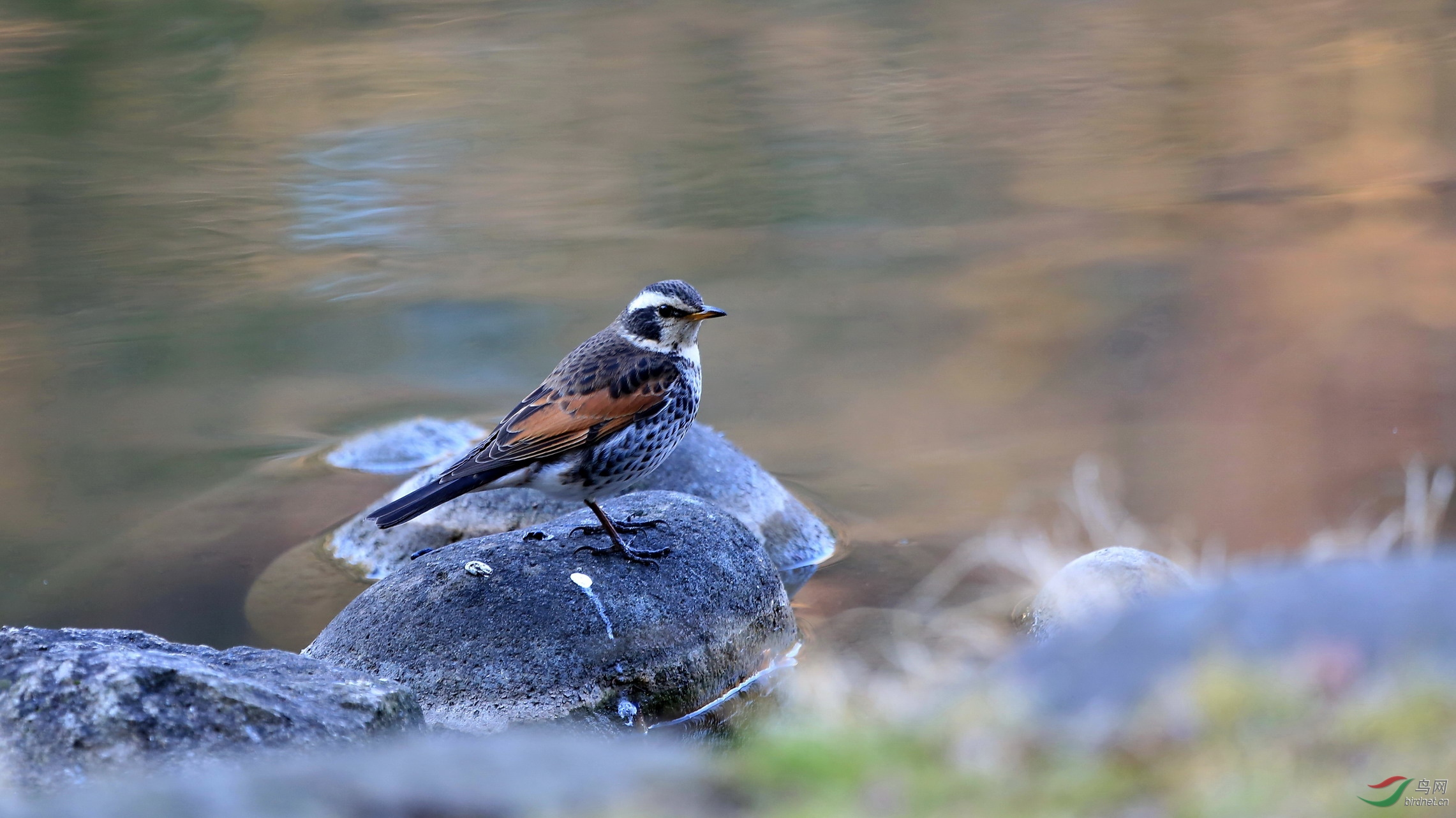 水边的斑鸫请宽屏观看
