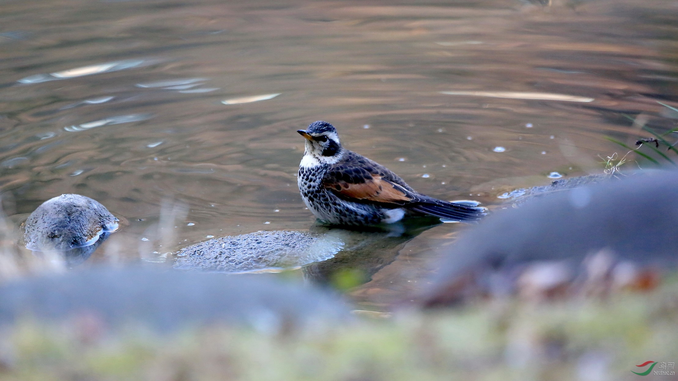 水边的斑鸫请宽屏观看
