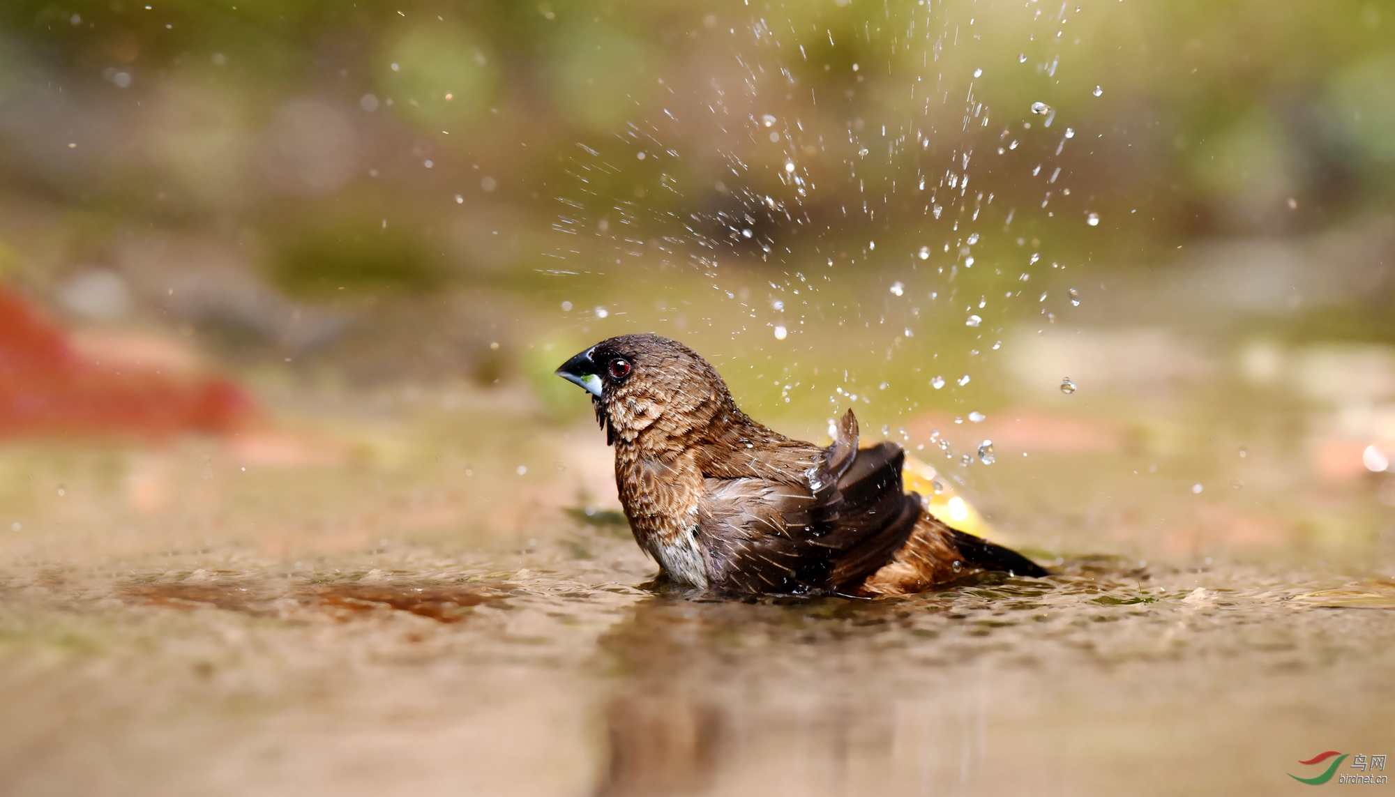 白腰文鸟的表演