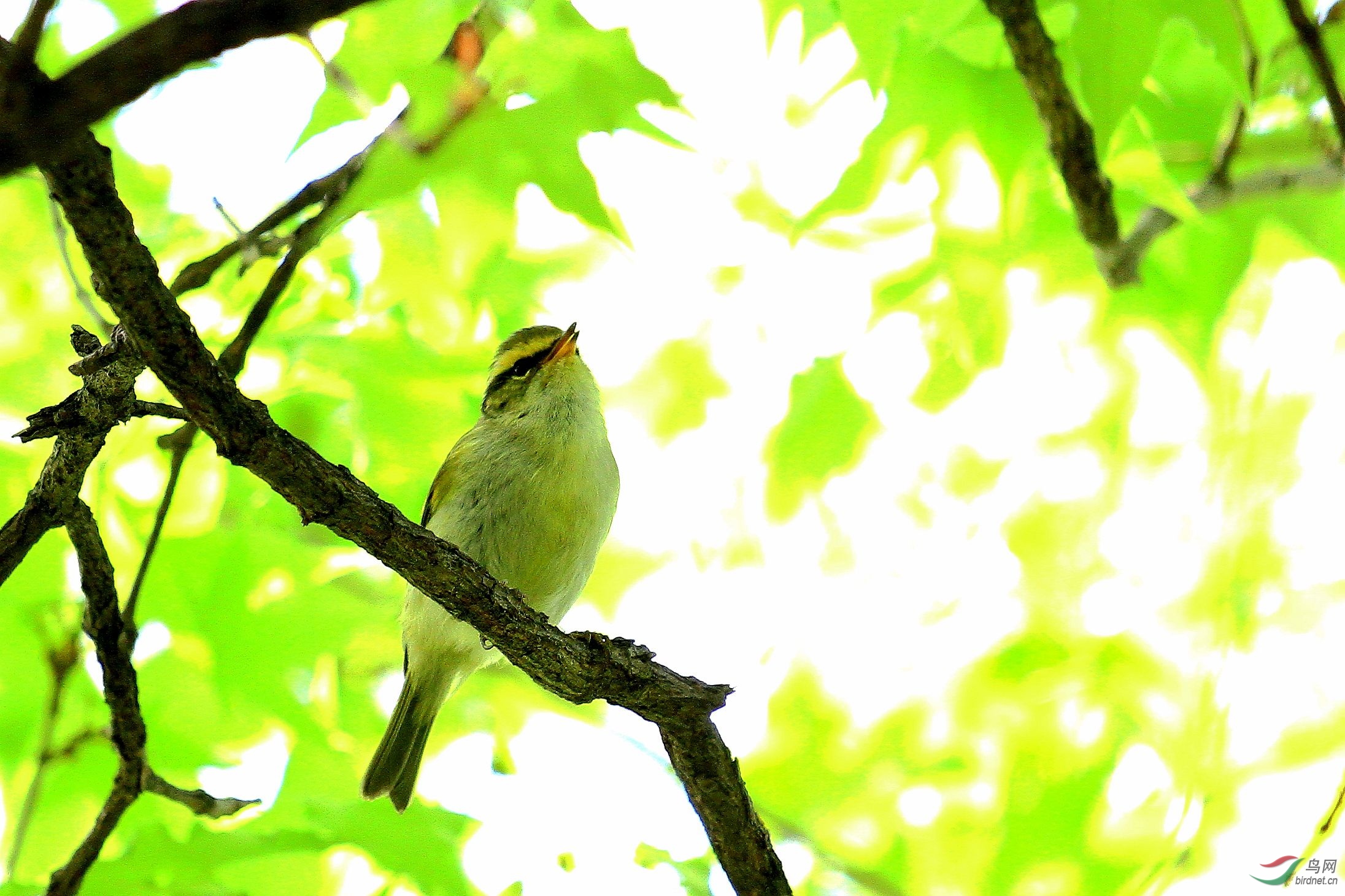 [林鸟] 树林里的歌唱家----柳莺