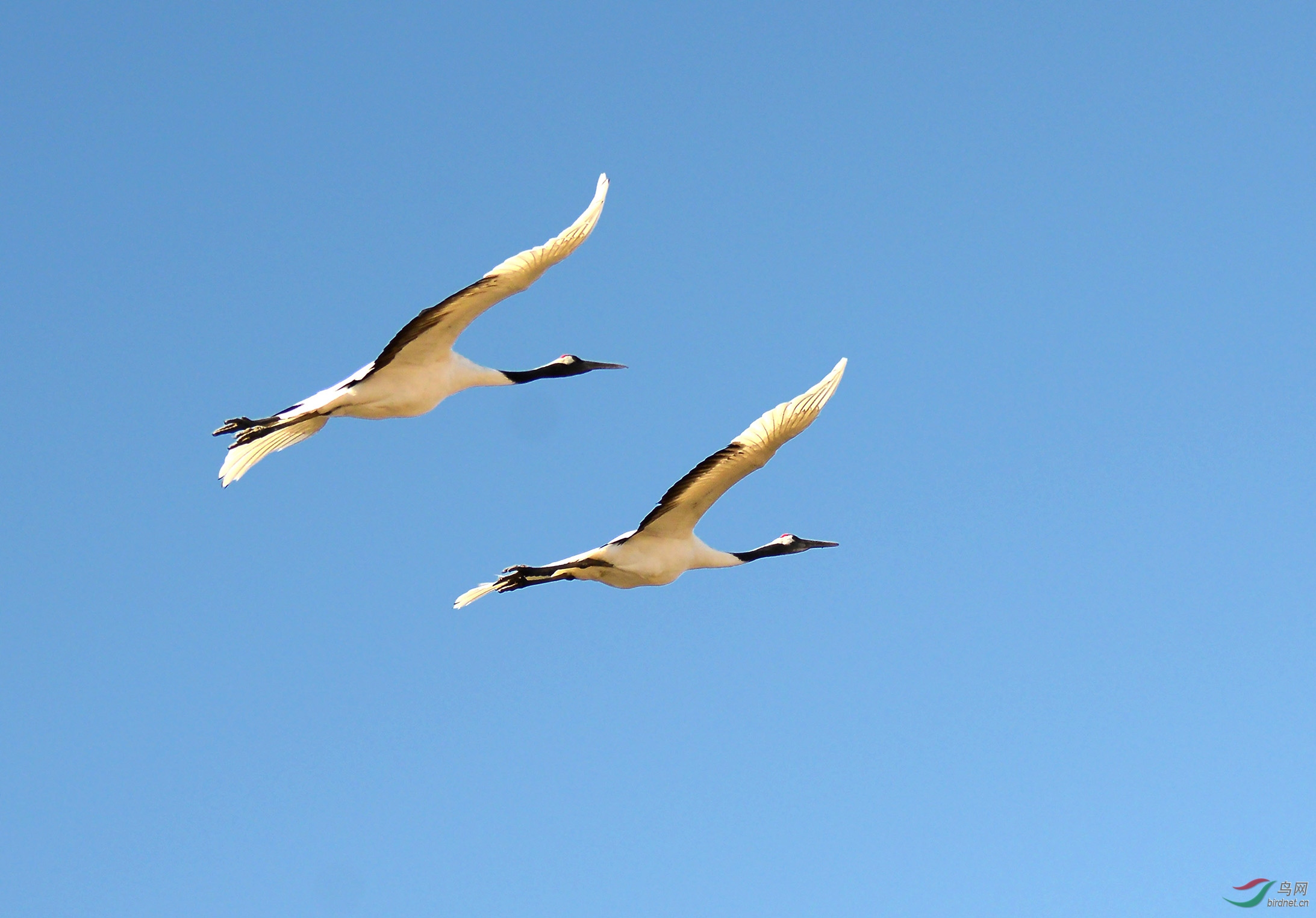 比翼双飞丹顶鹤
