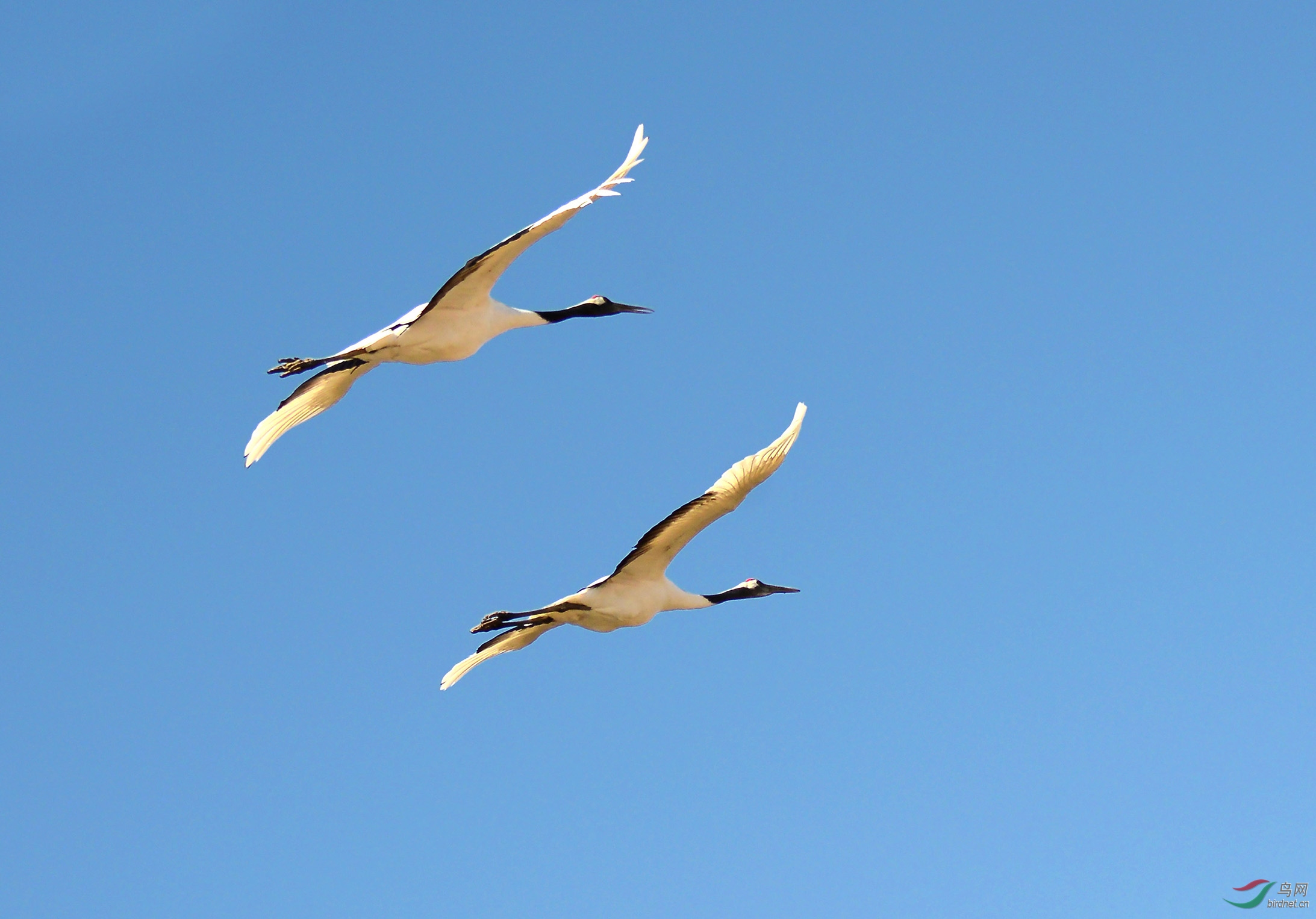 比翼双飞丹顶鹤