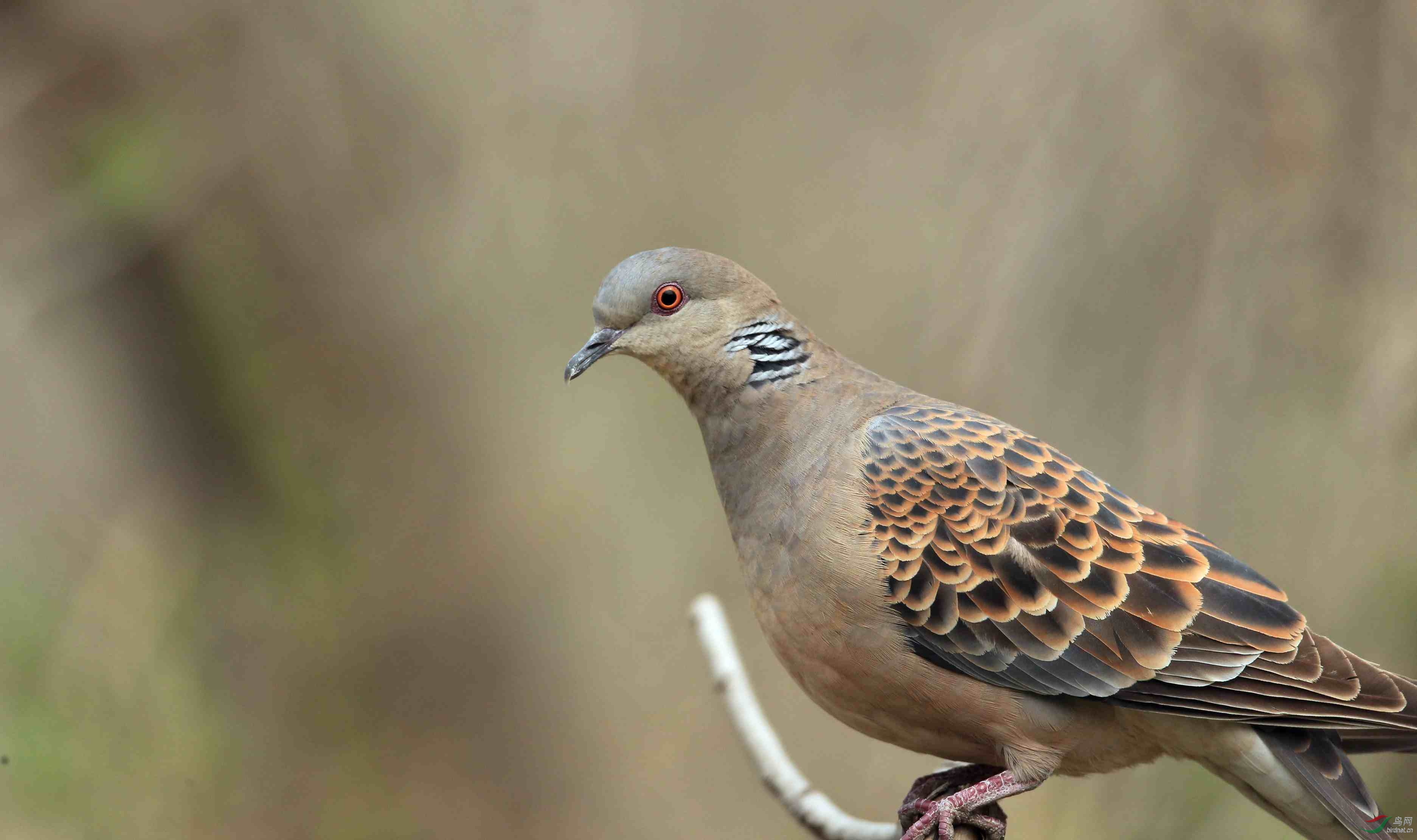 请问版主是什么斑鸠?