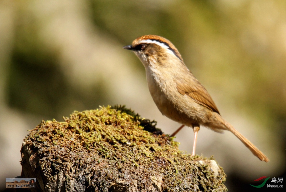 今年拍的褐胁雀鹛