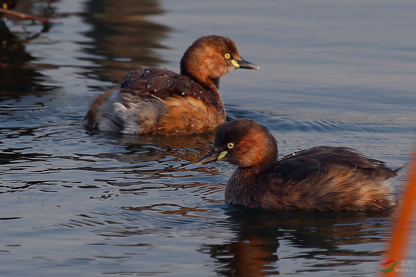 大明湖小鸟鸊鹕