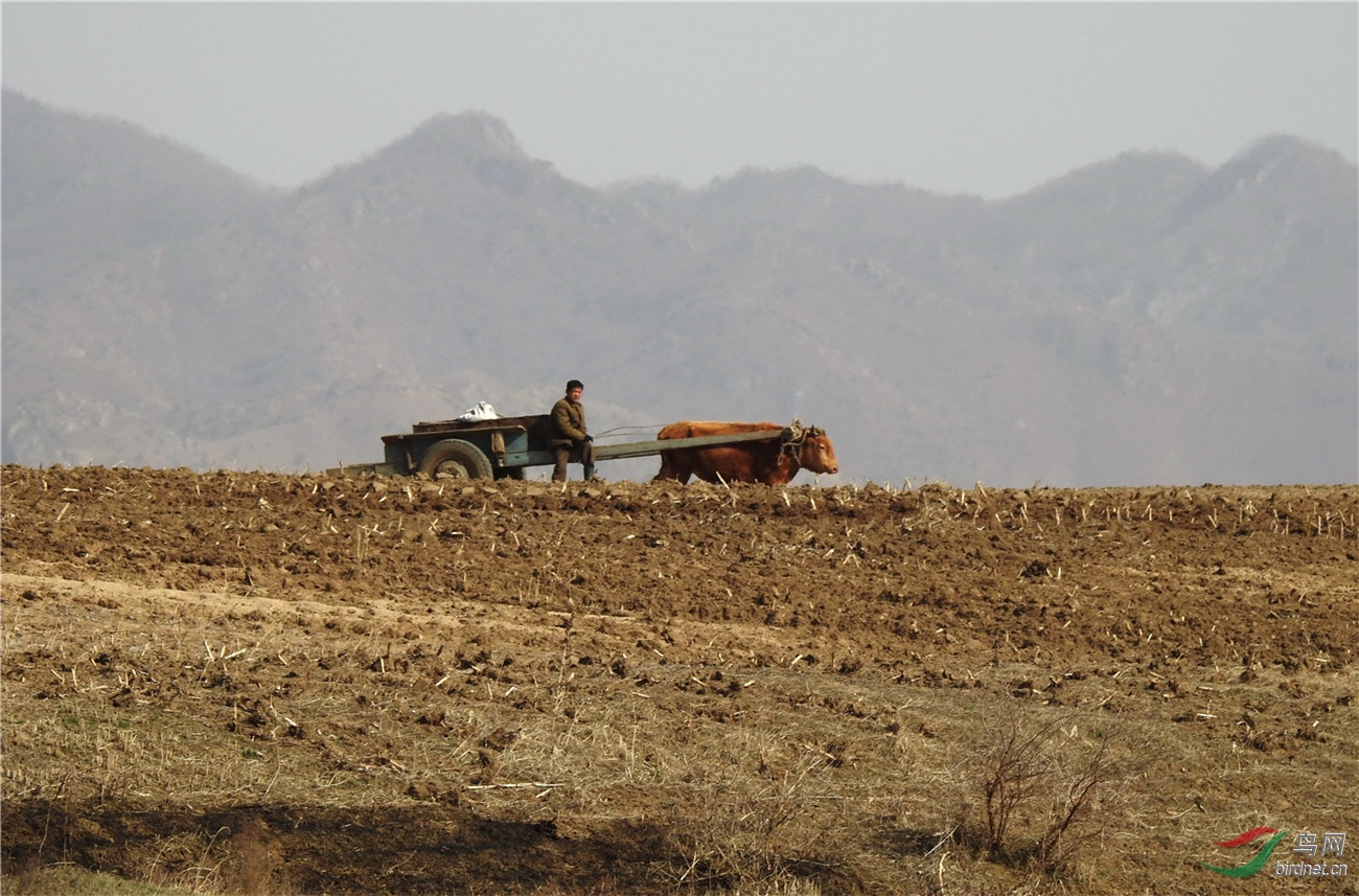 春种苦难行军中的朝鲜农民