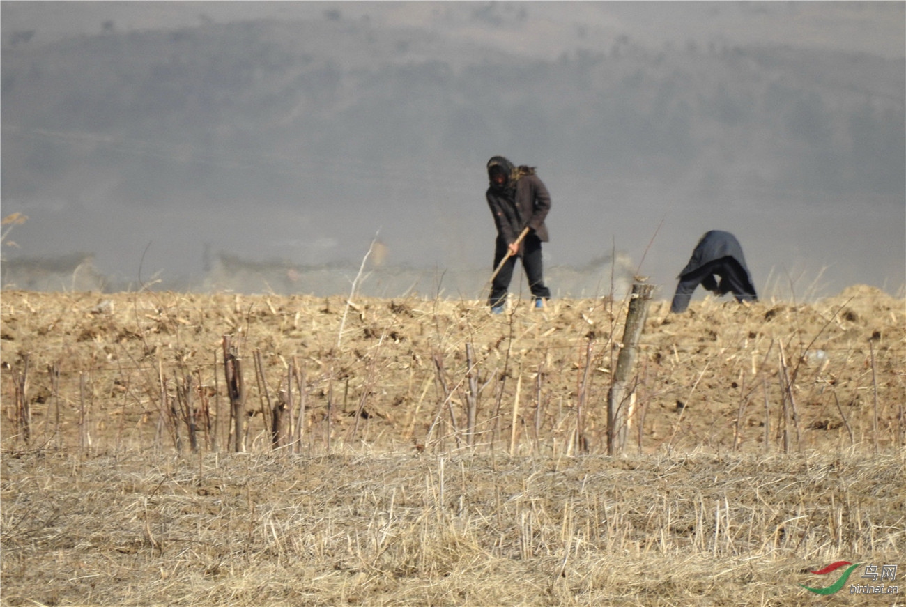 春种—— "苦难行军"中的朝鲜农民