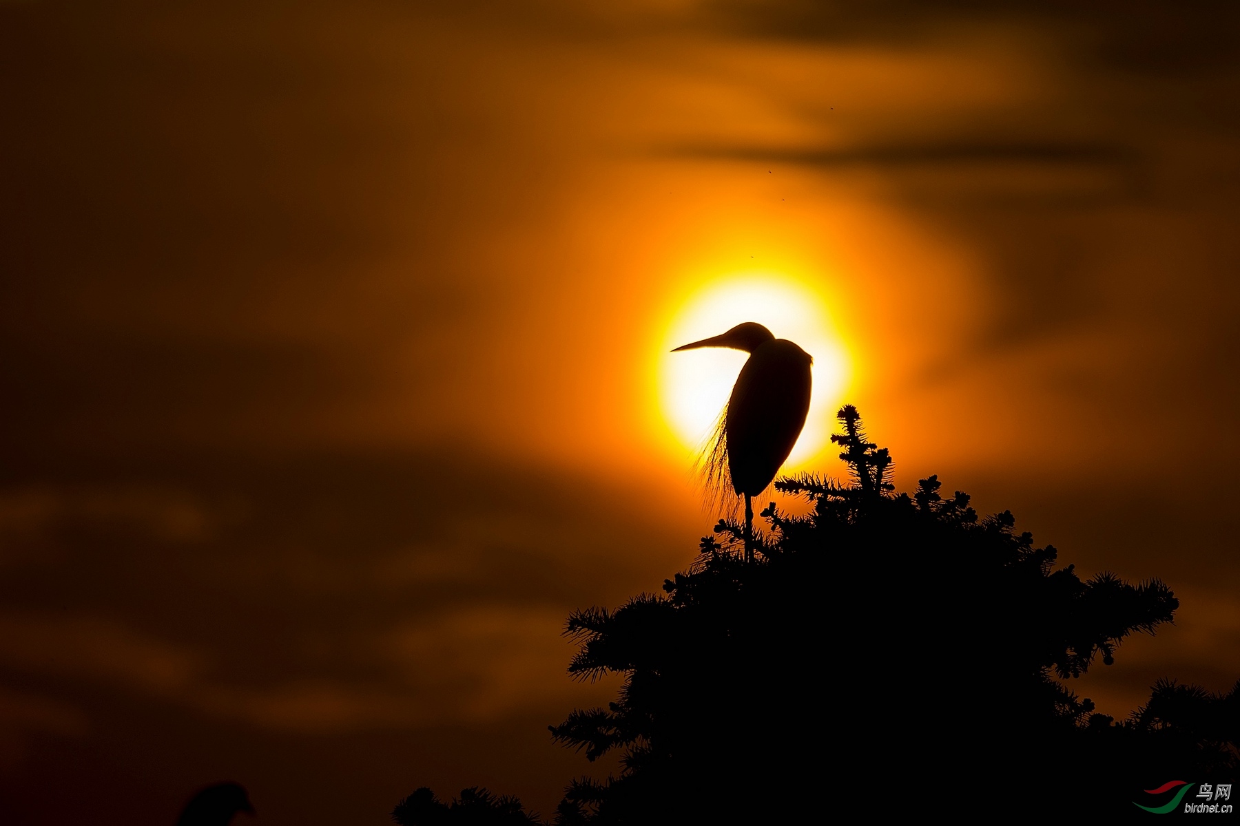 送飞鸟以极目,怨夕阳之西斜