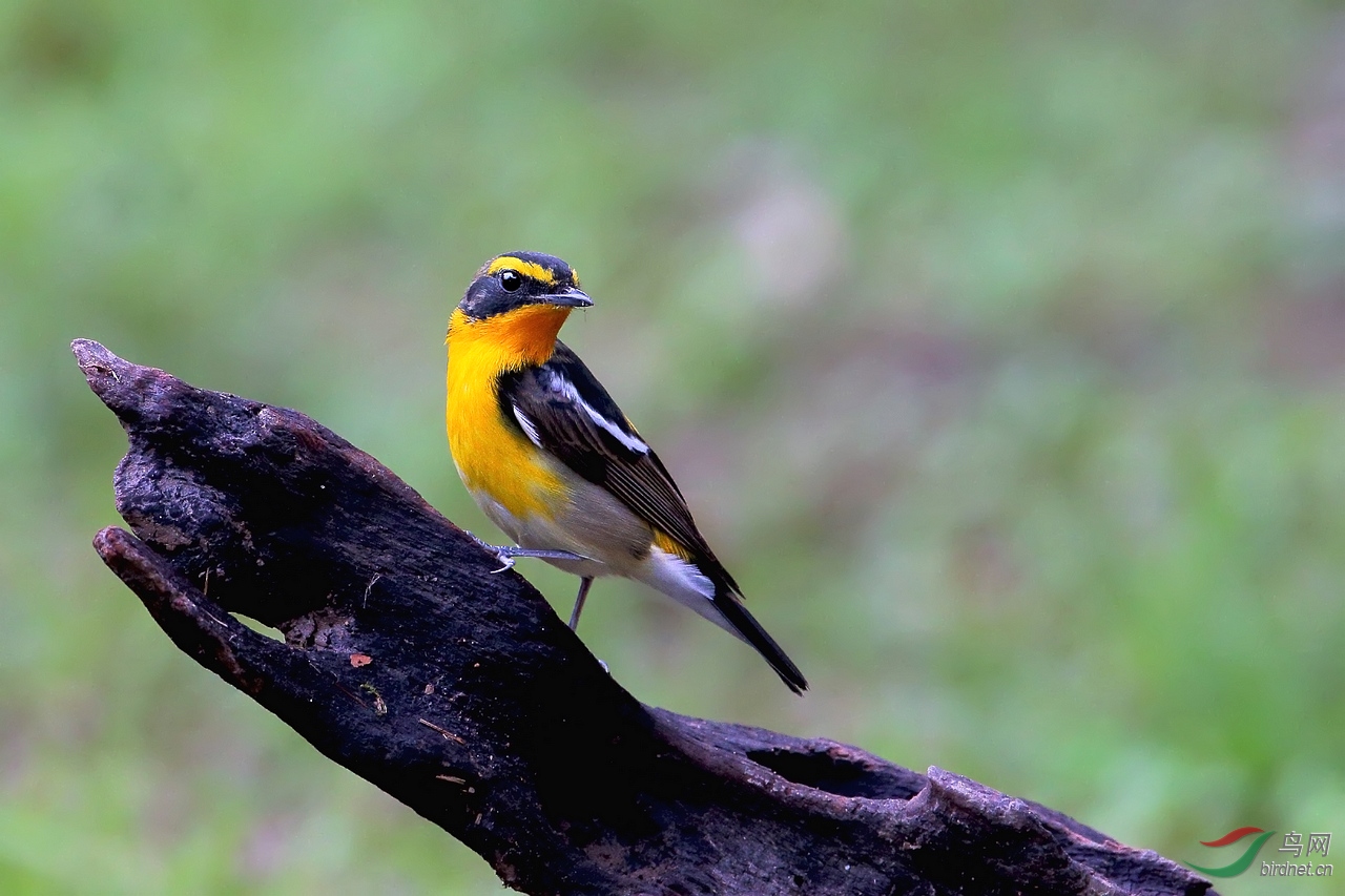 黄眉站桩显神气