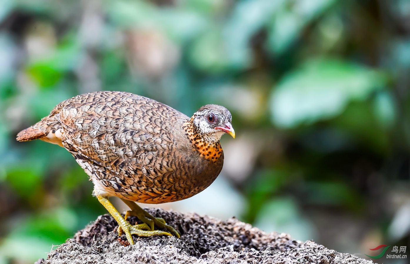 这鸟不听话非让我照相(其实它是鸪)