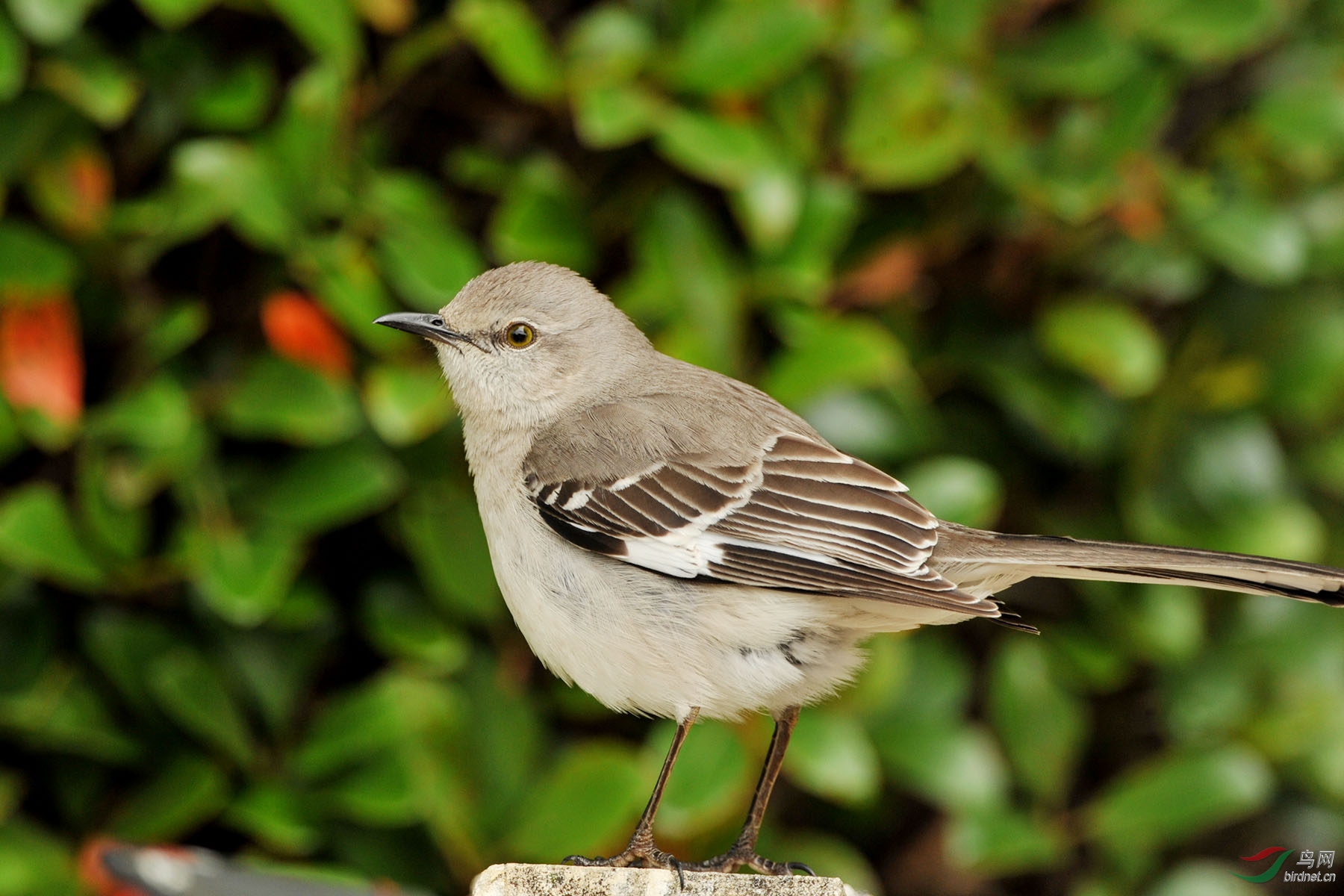 是美国的麻雀吗?