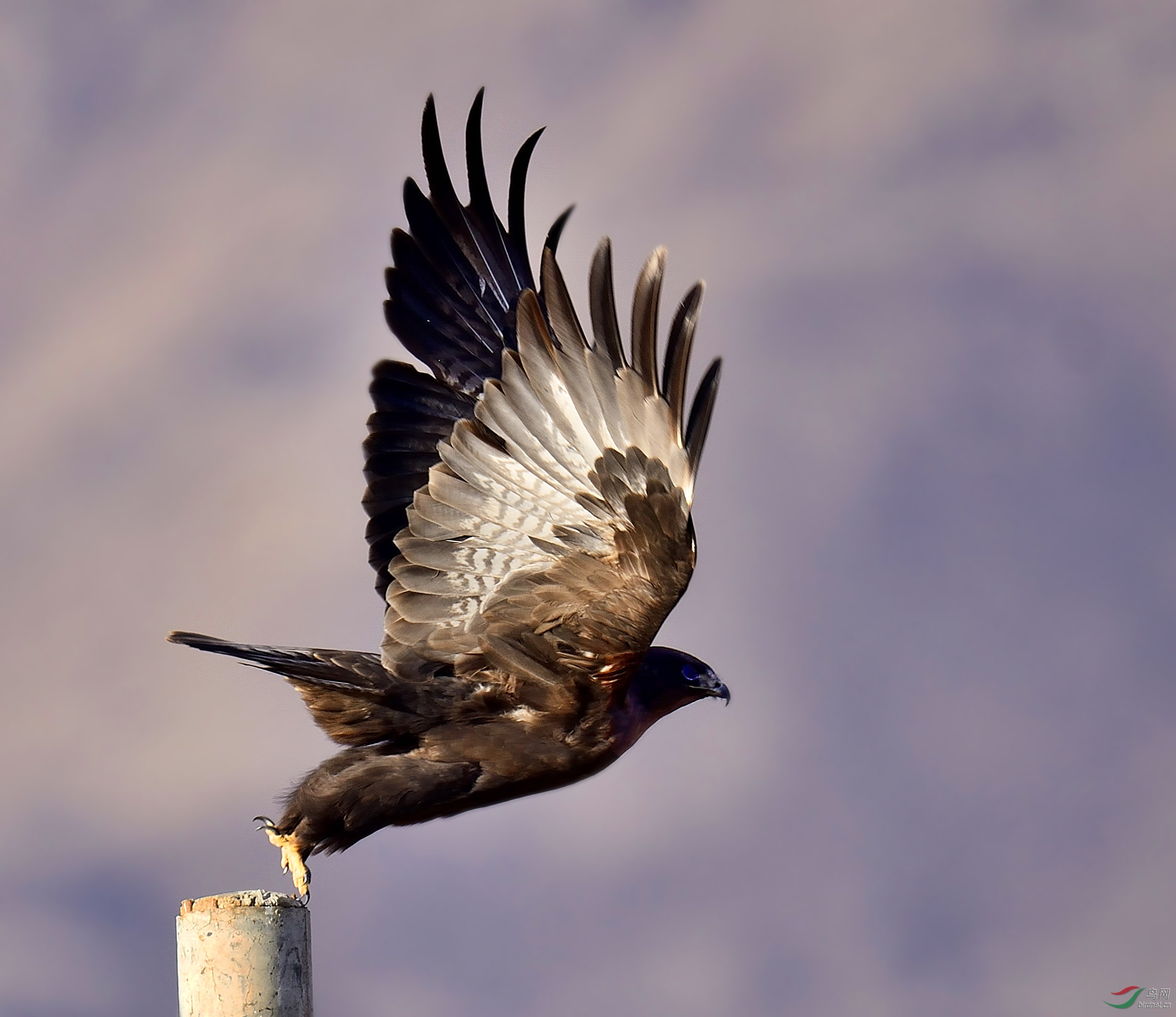 西藏拍鸟——金雕