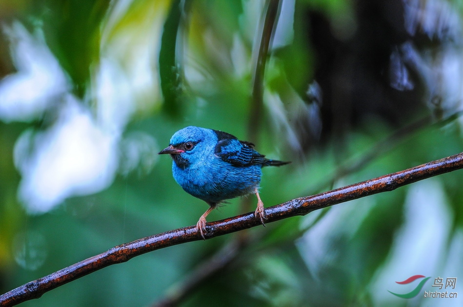 国外哥斯达黎加拍鸟蓝锥嘴雀
