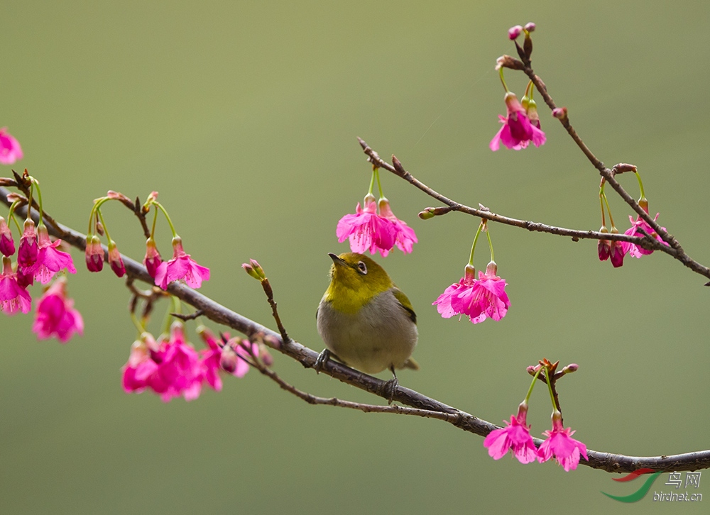 花与鸟