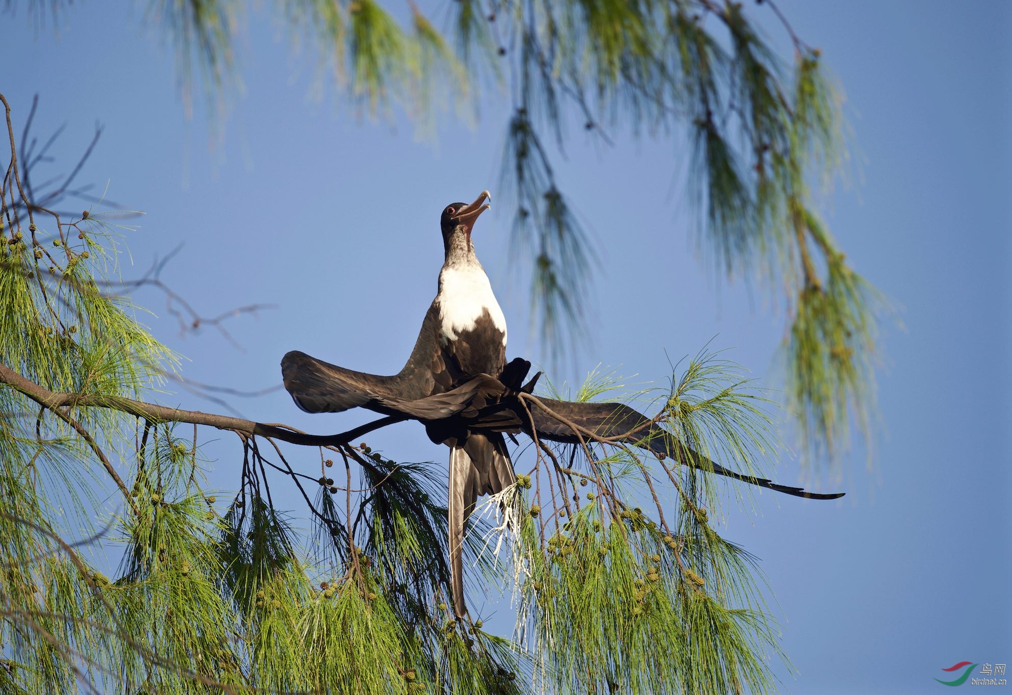 塞舌尔鸟岛黑腹军舰鸟雌晒肚肚