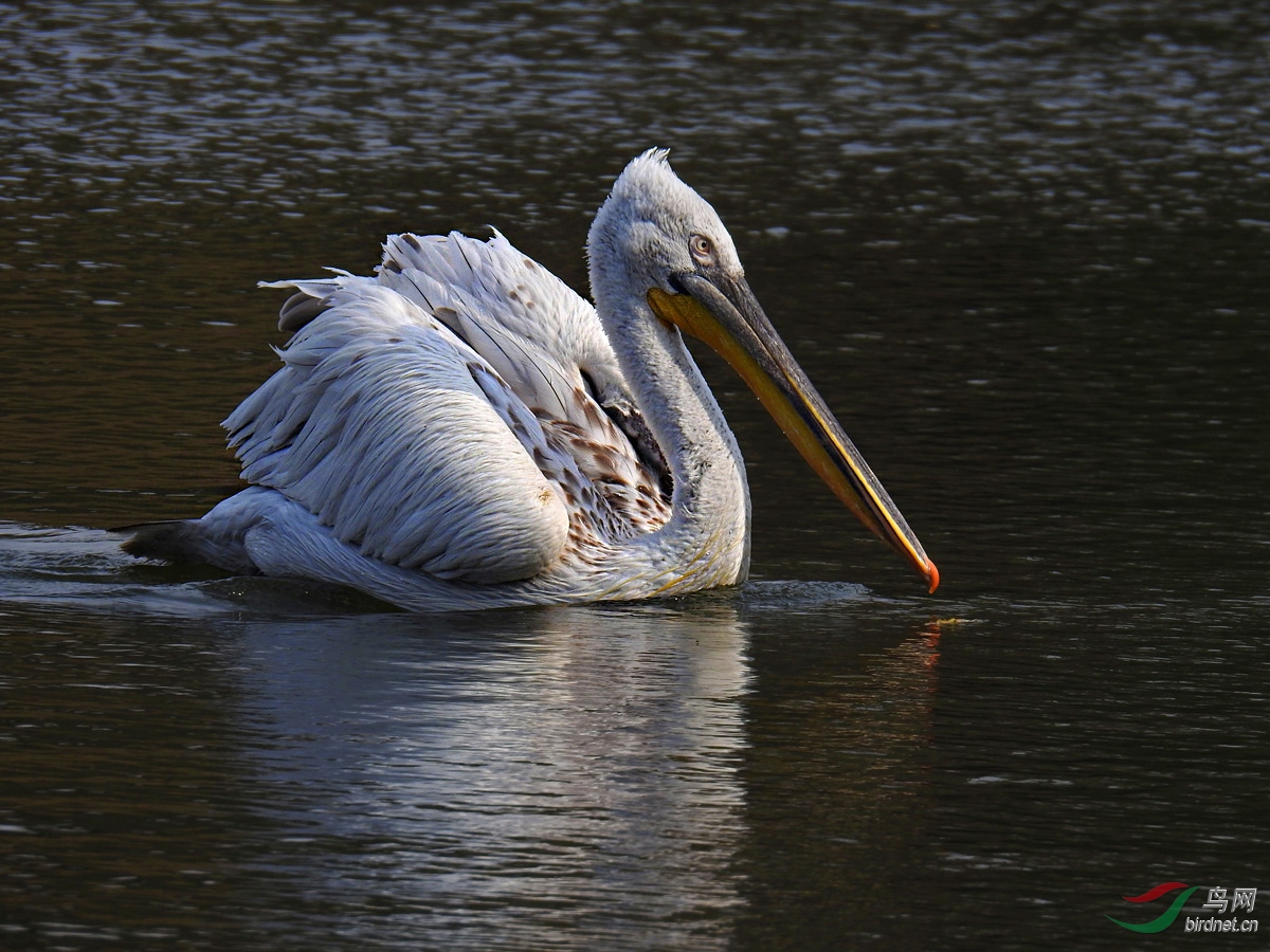 DSCN7259 ����.jpg