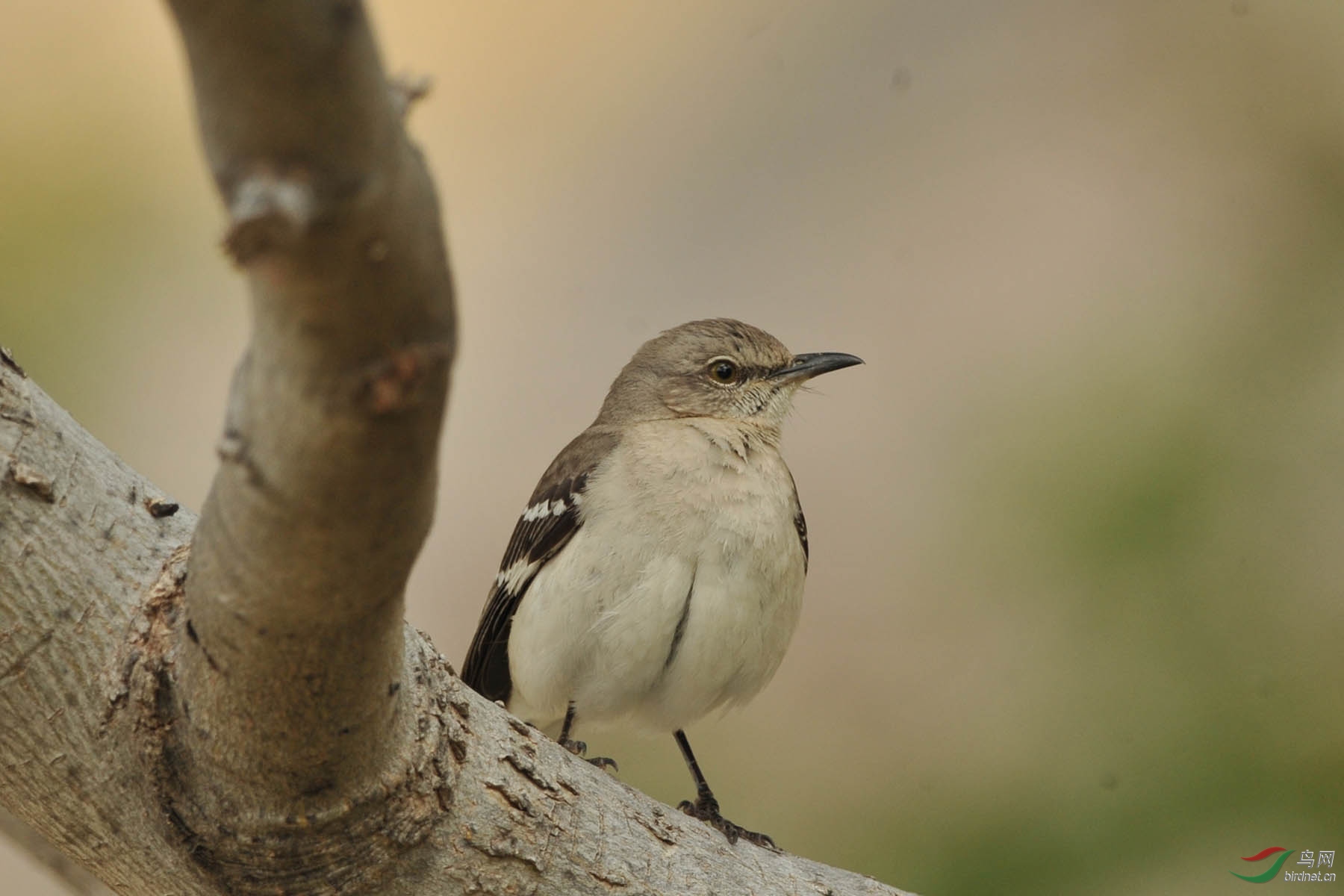 一组美国的麻雀
