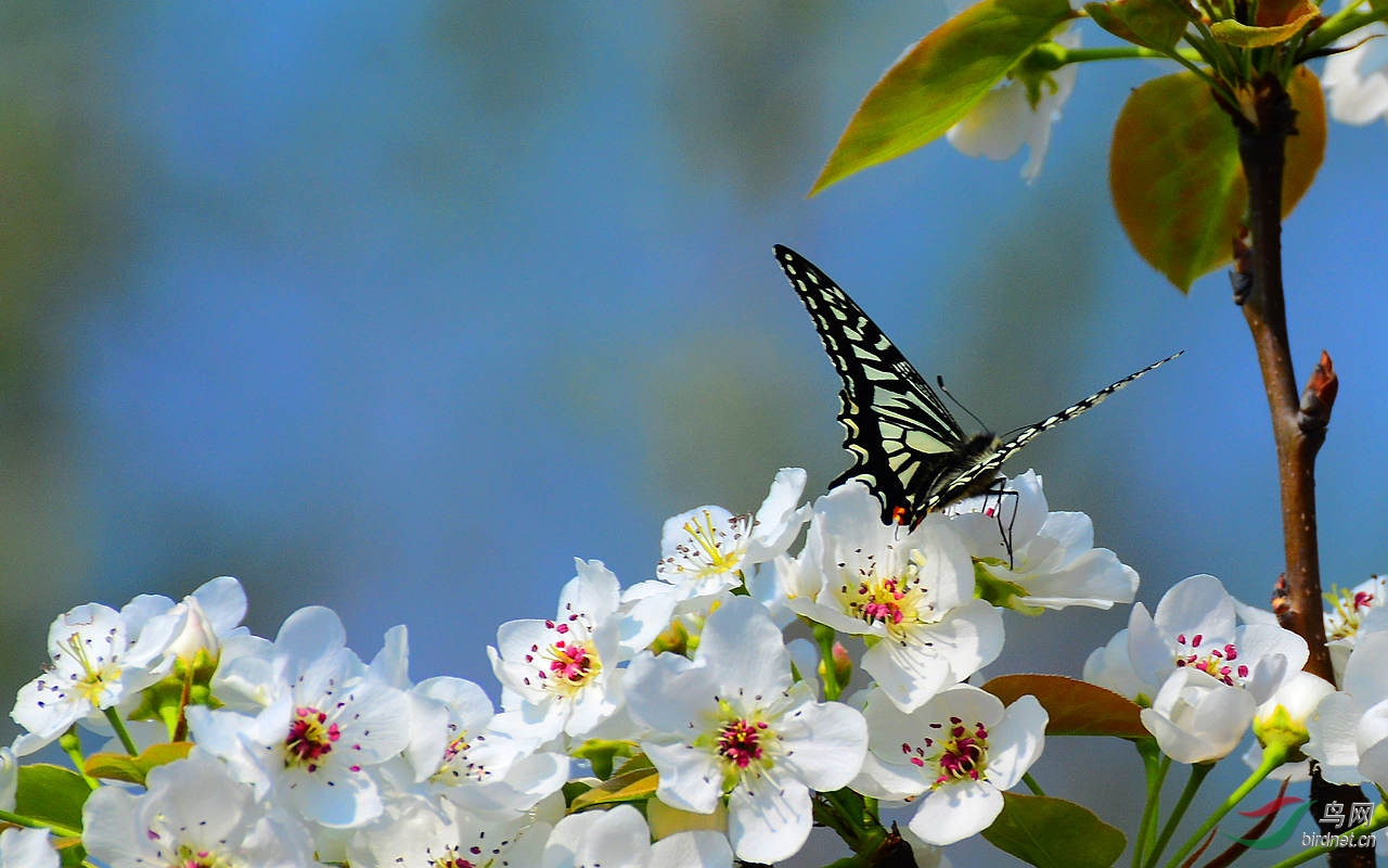 梨花园中蝶恋花
