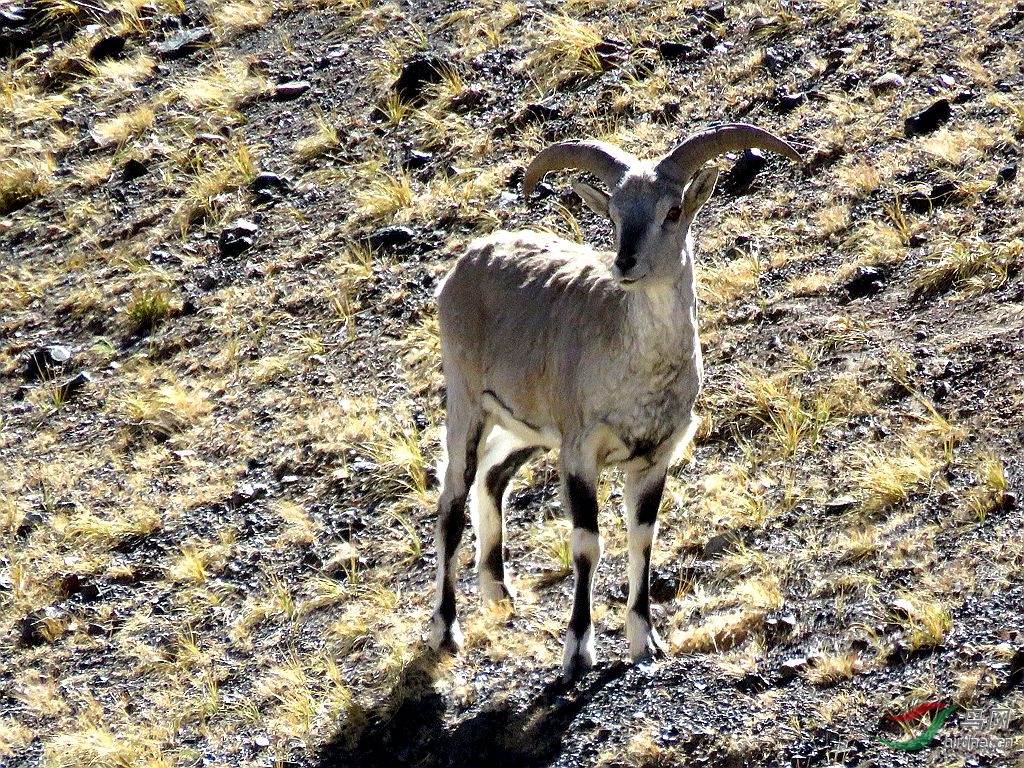 动物西藏记录喜马拉雅盘羊