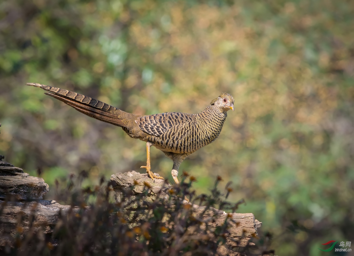 红腹锦鸡goldenpheasant雌鸟