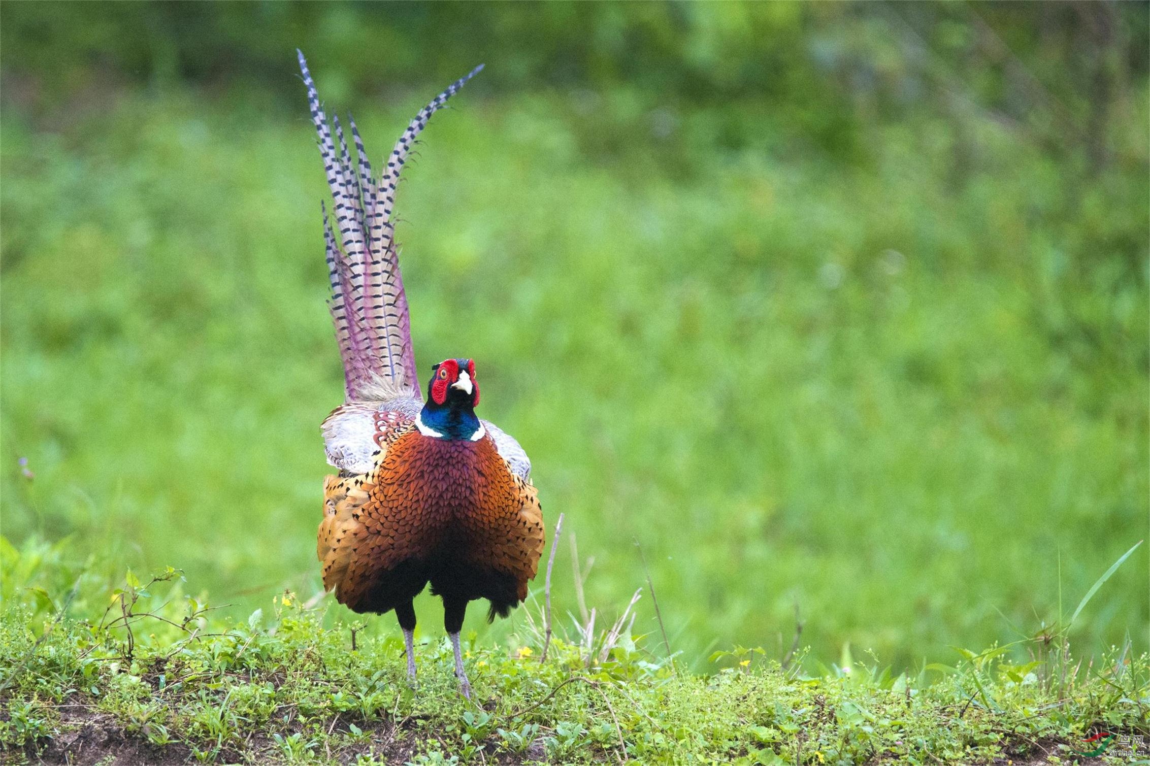 雄雉欢舞获首页优秀