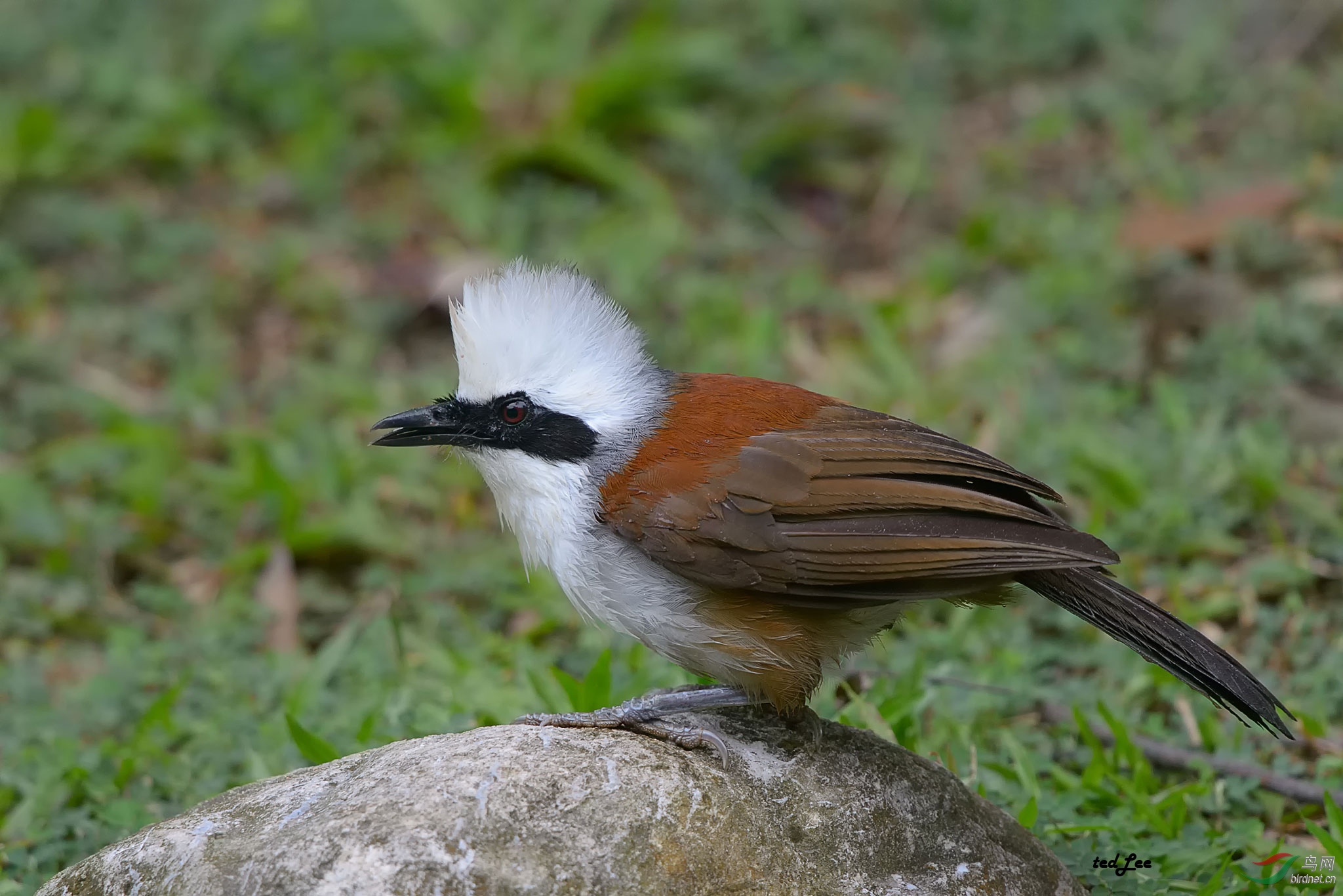 白冠噪鹛(学名:garrulax leucolophus)