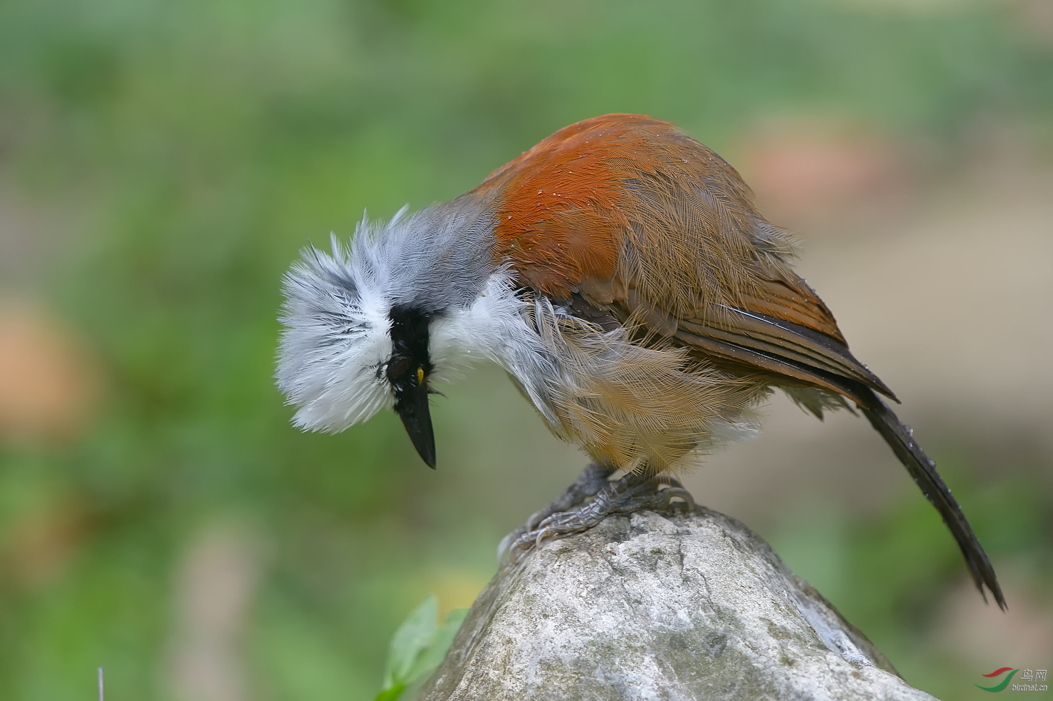 白冠噪鹛(学名:garrulax leucolophus)