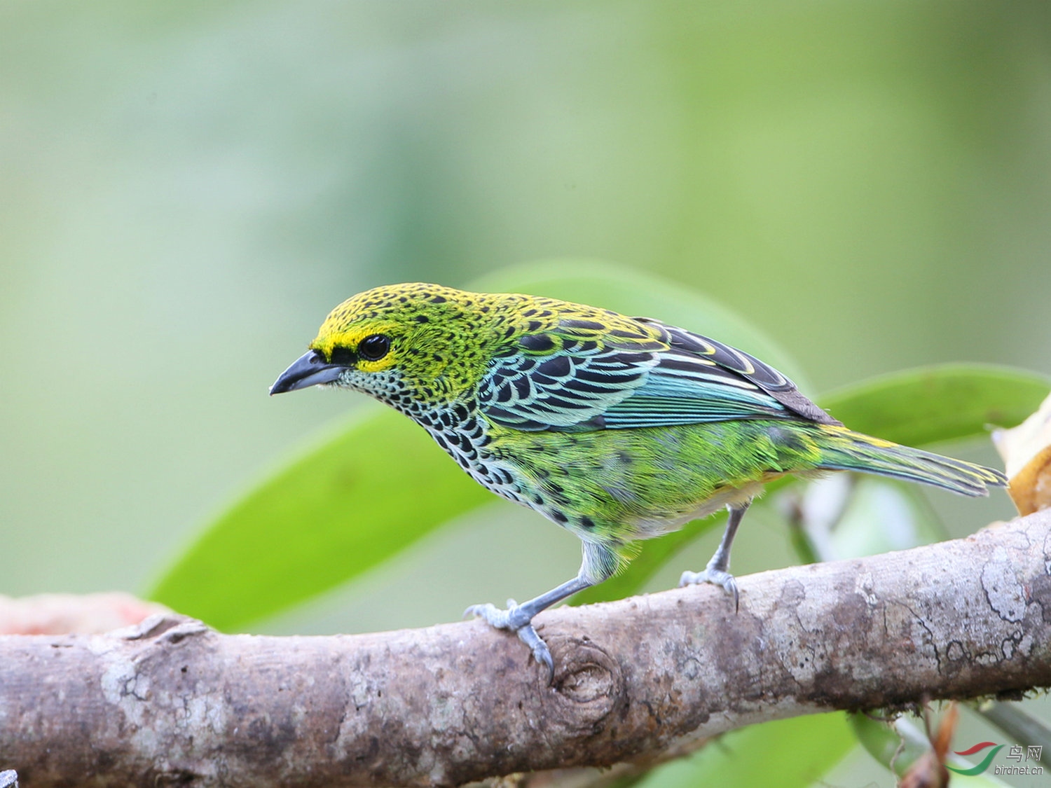 哥斯达黎加深度环游拍鸟之二十-点斑唐纳雀《图一荣获鸟网首页每日一