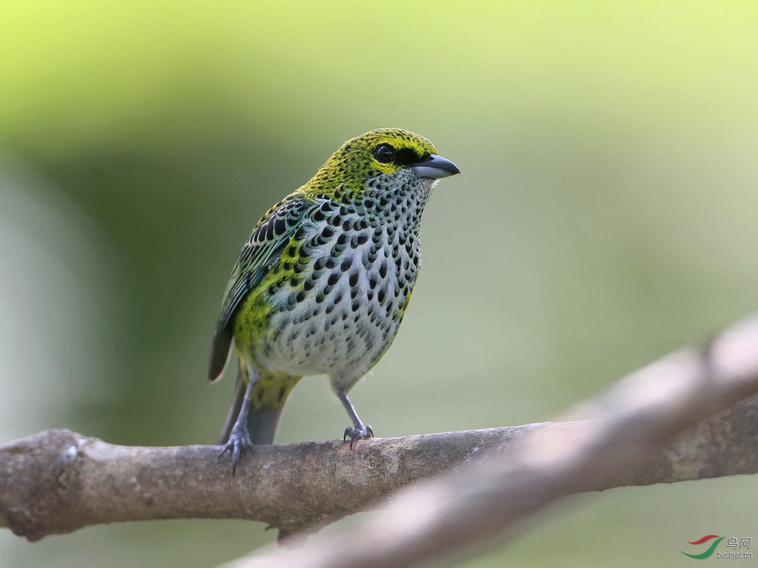 哥斯达黎加深度环游拍鸟之二十-点斑唐纳雀《图一荣获鸟网首页每日一