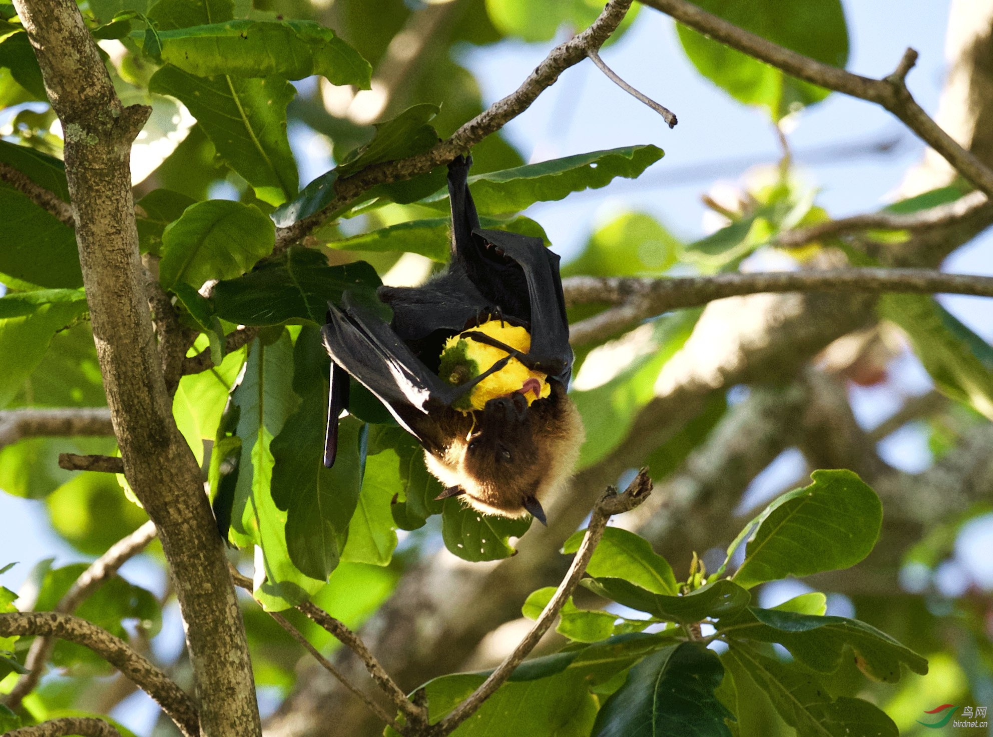 塞舌尔群岛巨型蝙蝠吃芒果