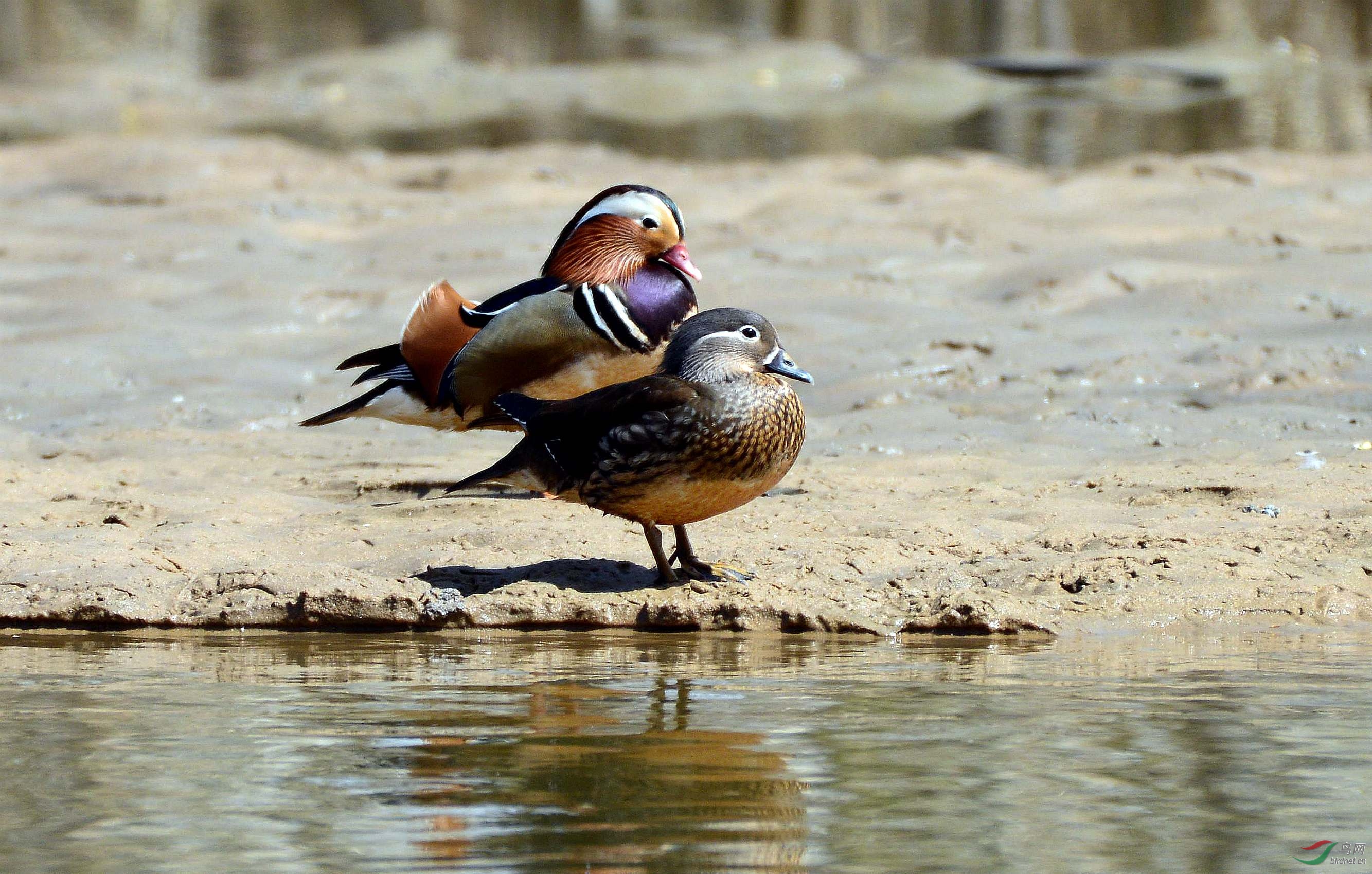 鸳鸯鸟小憩榆溪河