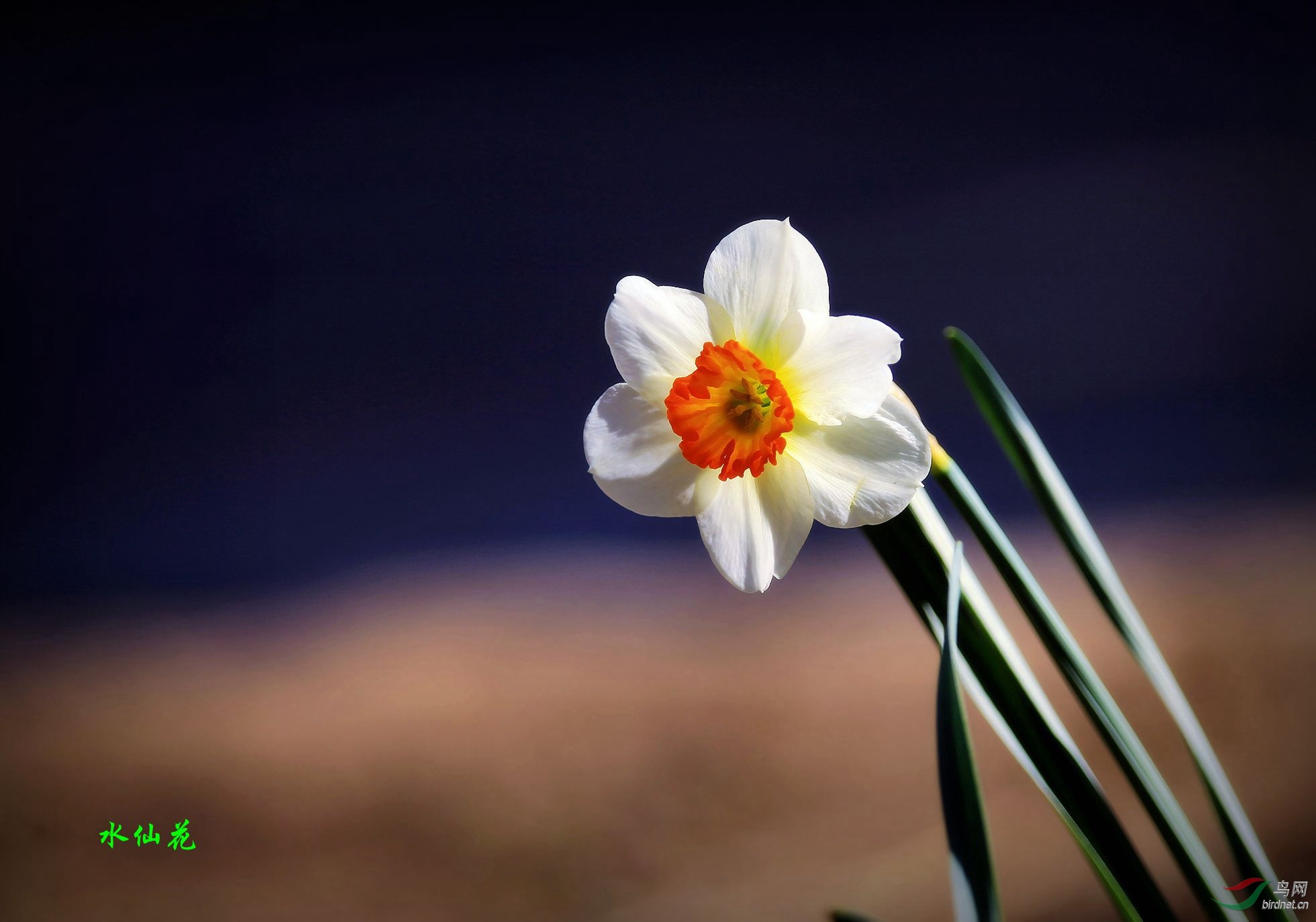 水仙花