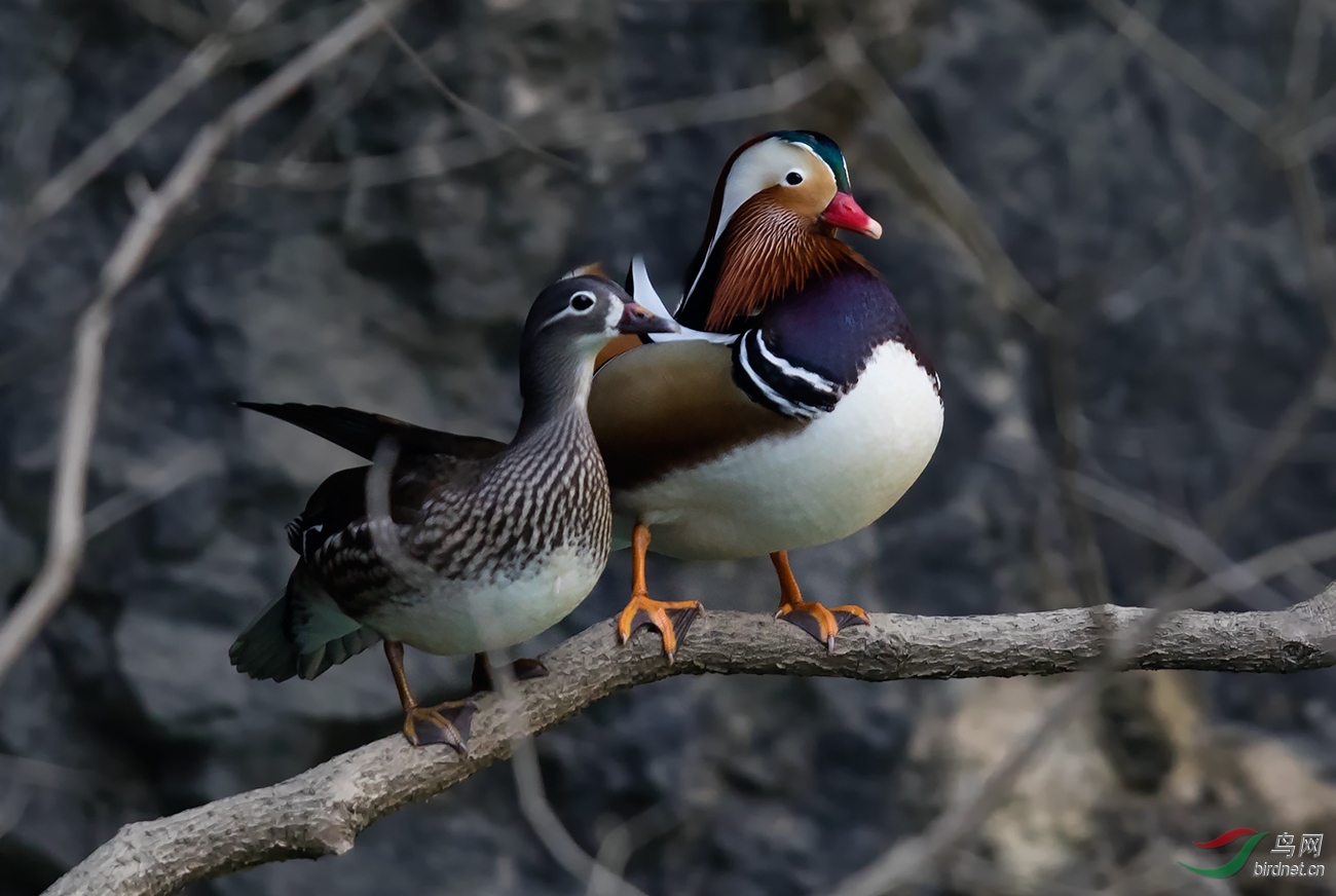 一对站在树上的鸳鸯