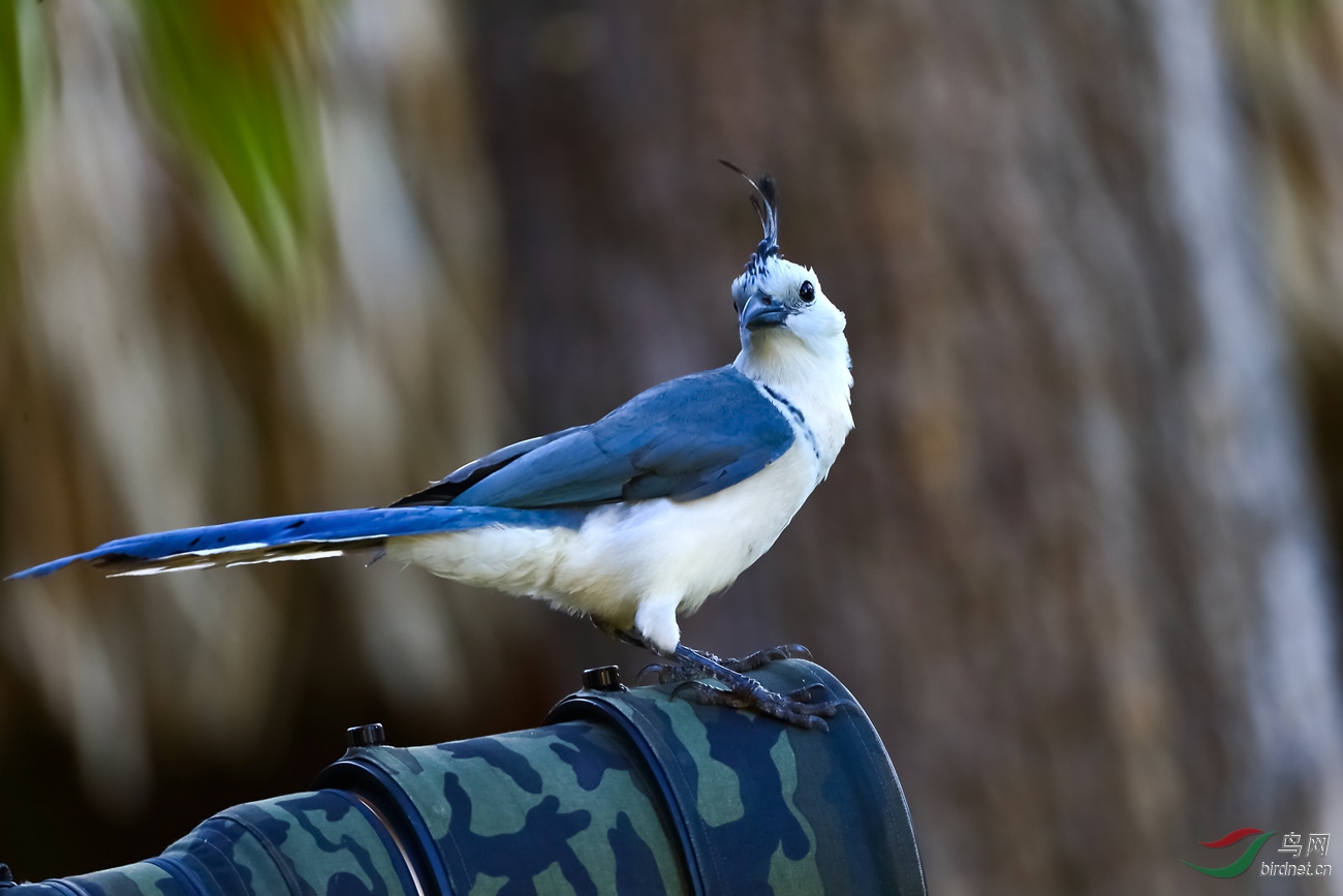哥斯达黎加深度环游拍鸟之二十二 - 白喉鹊鸦
