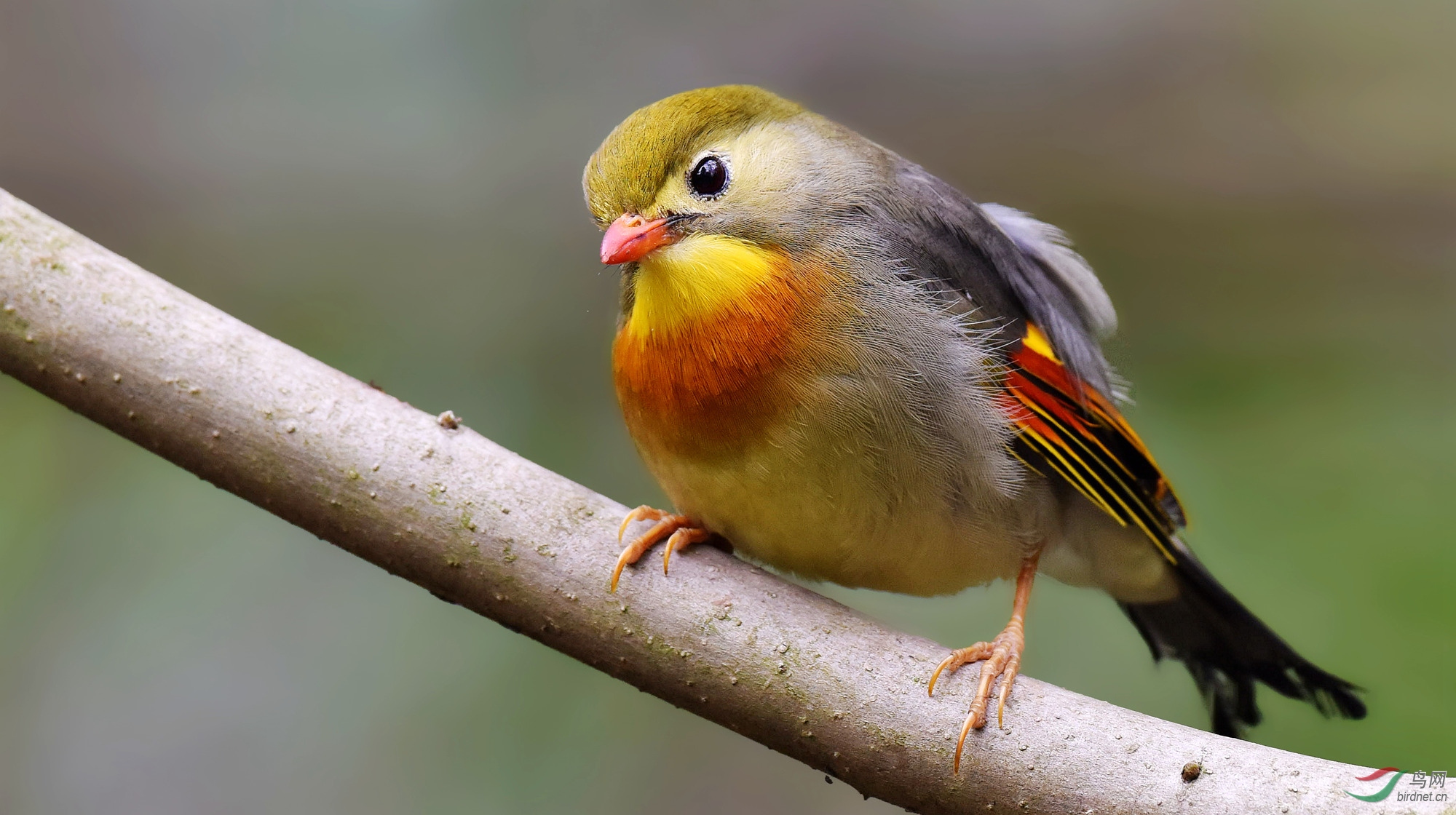 红嘴相思鸟写真照