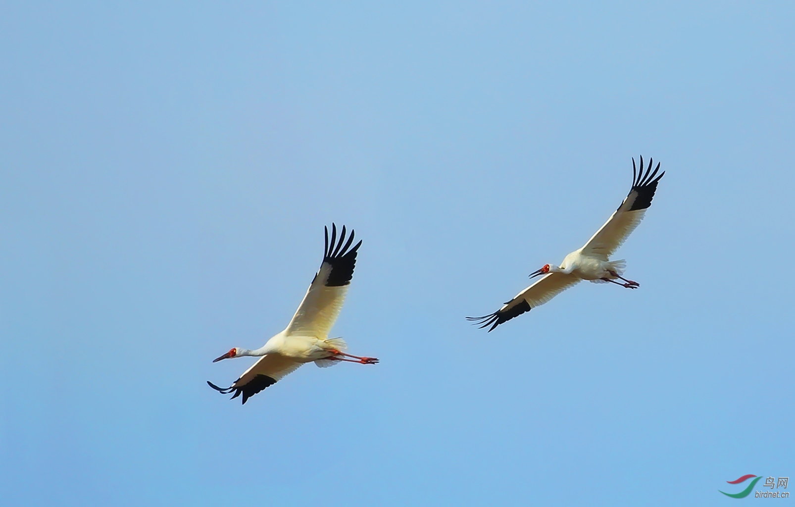 展翅高飞的白鹤