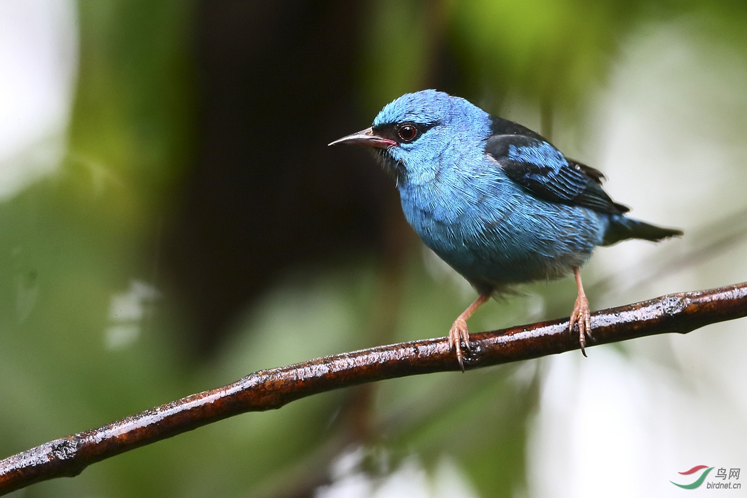 哥斯达黎加深度环游拍鸟之二十三-蓝锥嘴雀