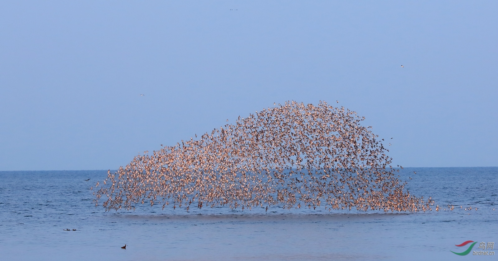 [水鸟] 目标东港--鸭绿江口观鸟集结号(贺每日精华)