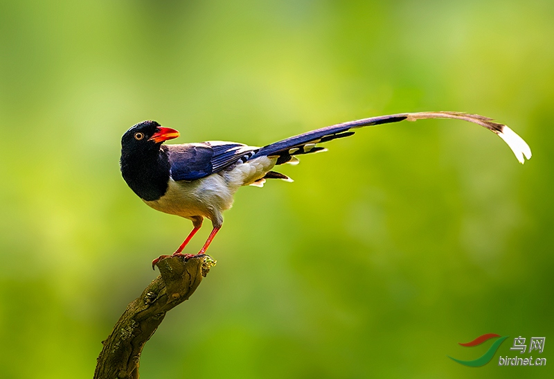 红嘴兰尾鹊