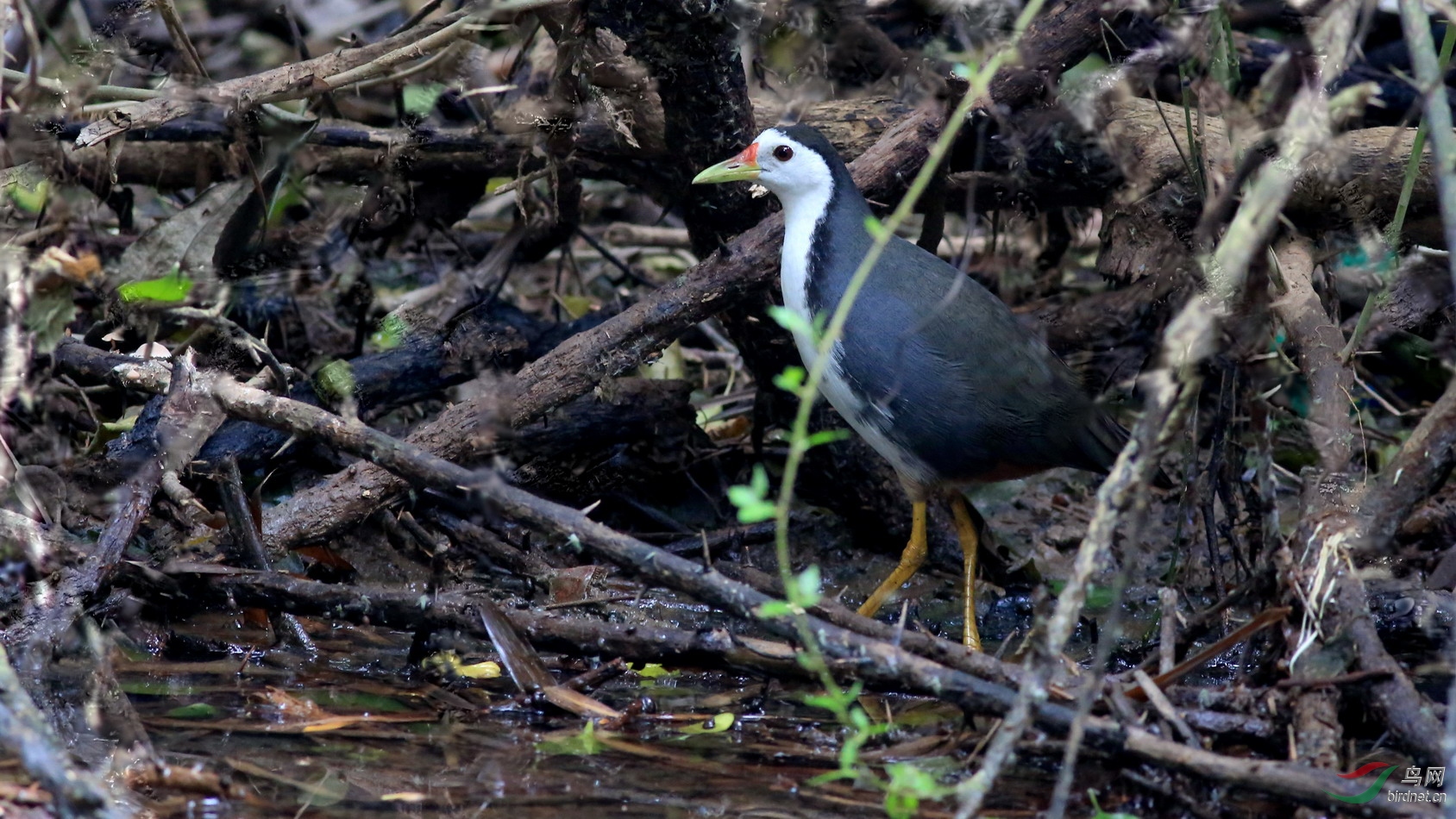 荆棘丛中的白胸苦恶鸟