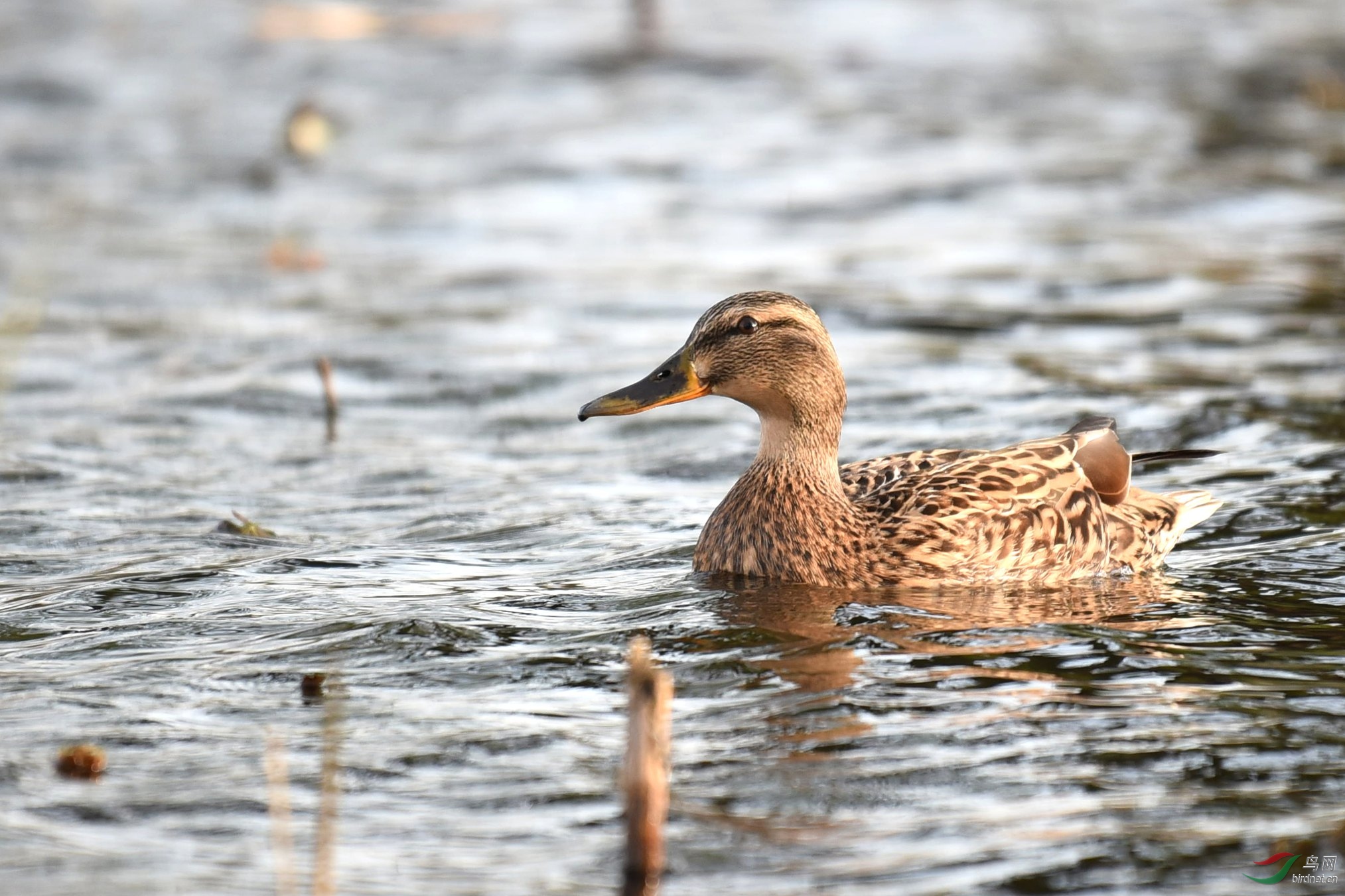 早晨的绿头鸭(雌)