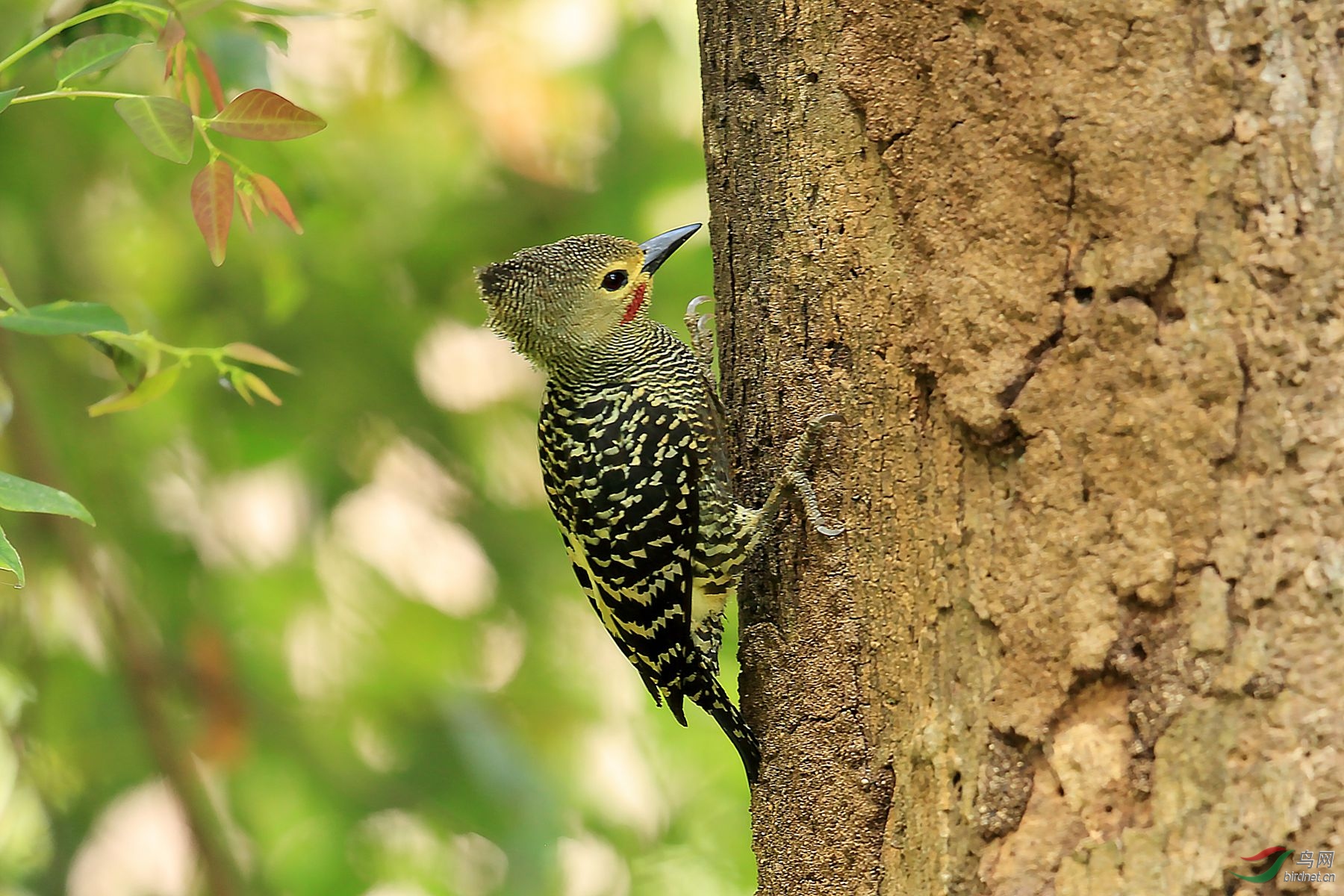 黄腹斑啄木鸟