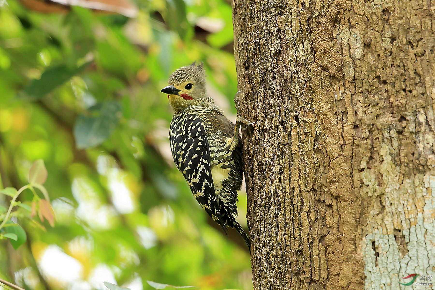 黄腹斑啄木鸟