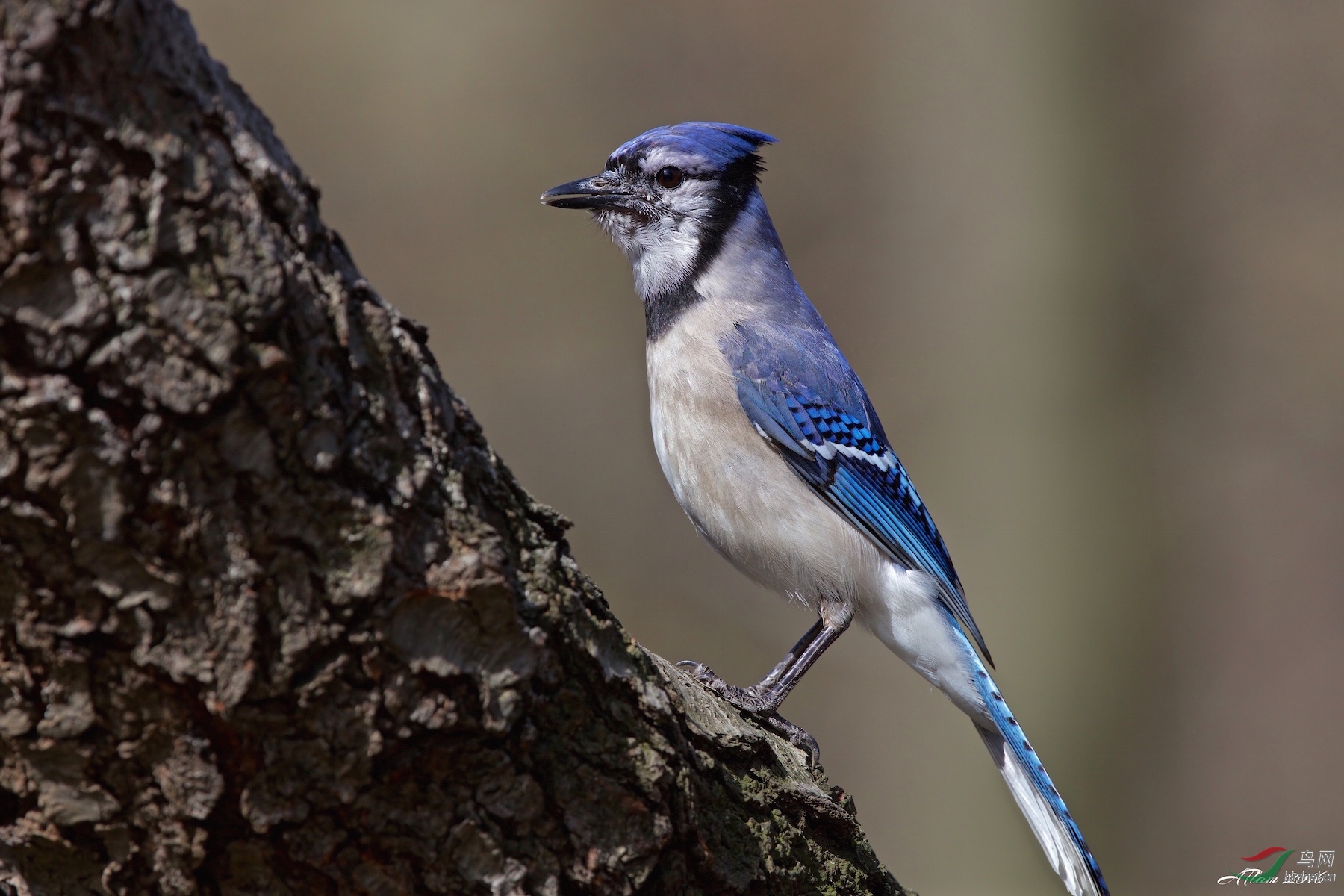 bluejay冠蓝鸦