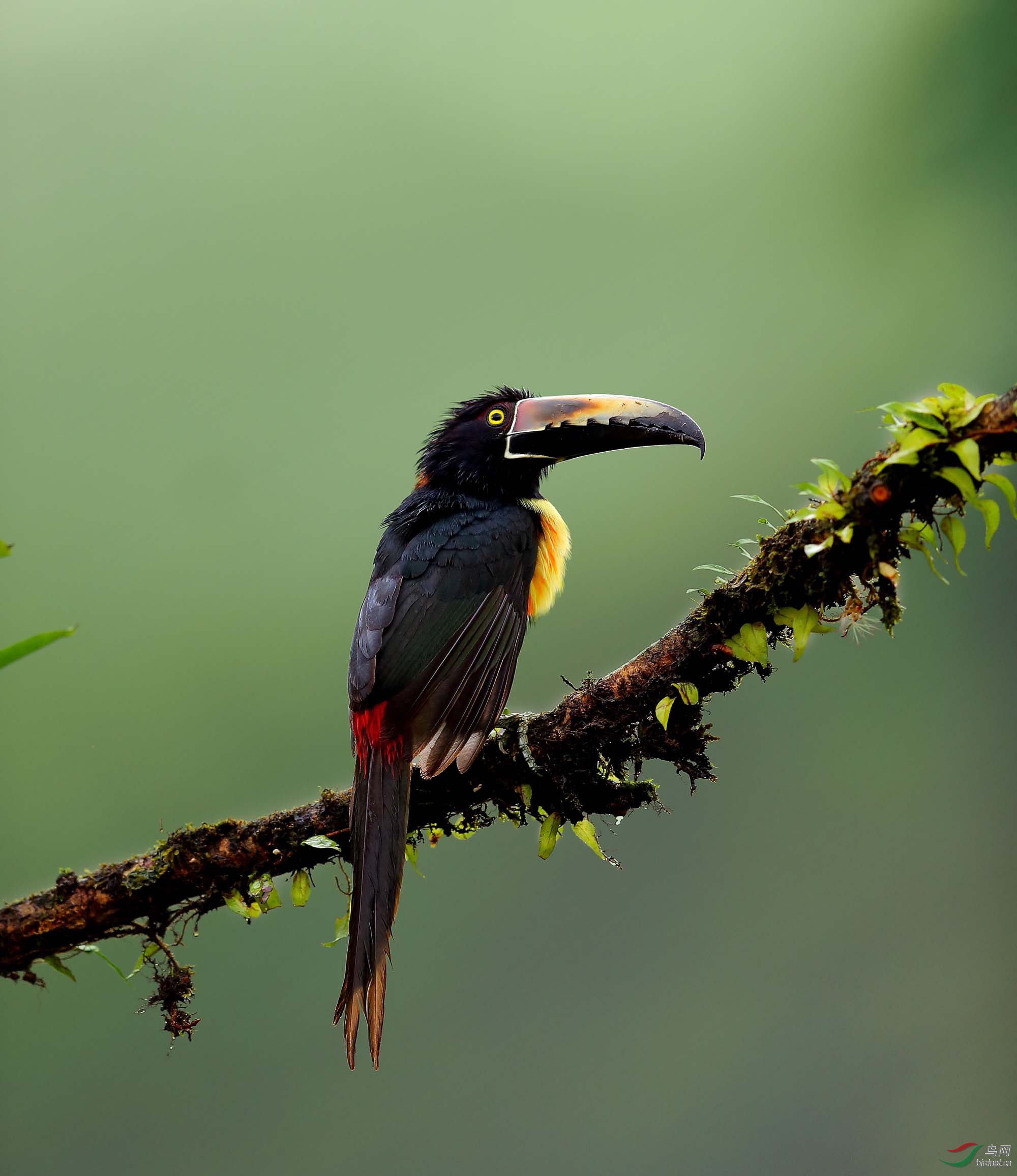 几片大嘴鸟祝贺获每日优秀