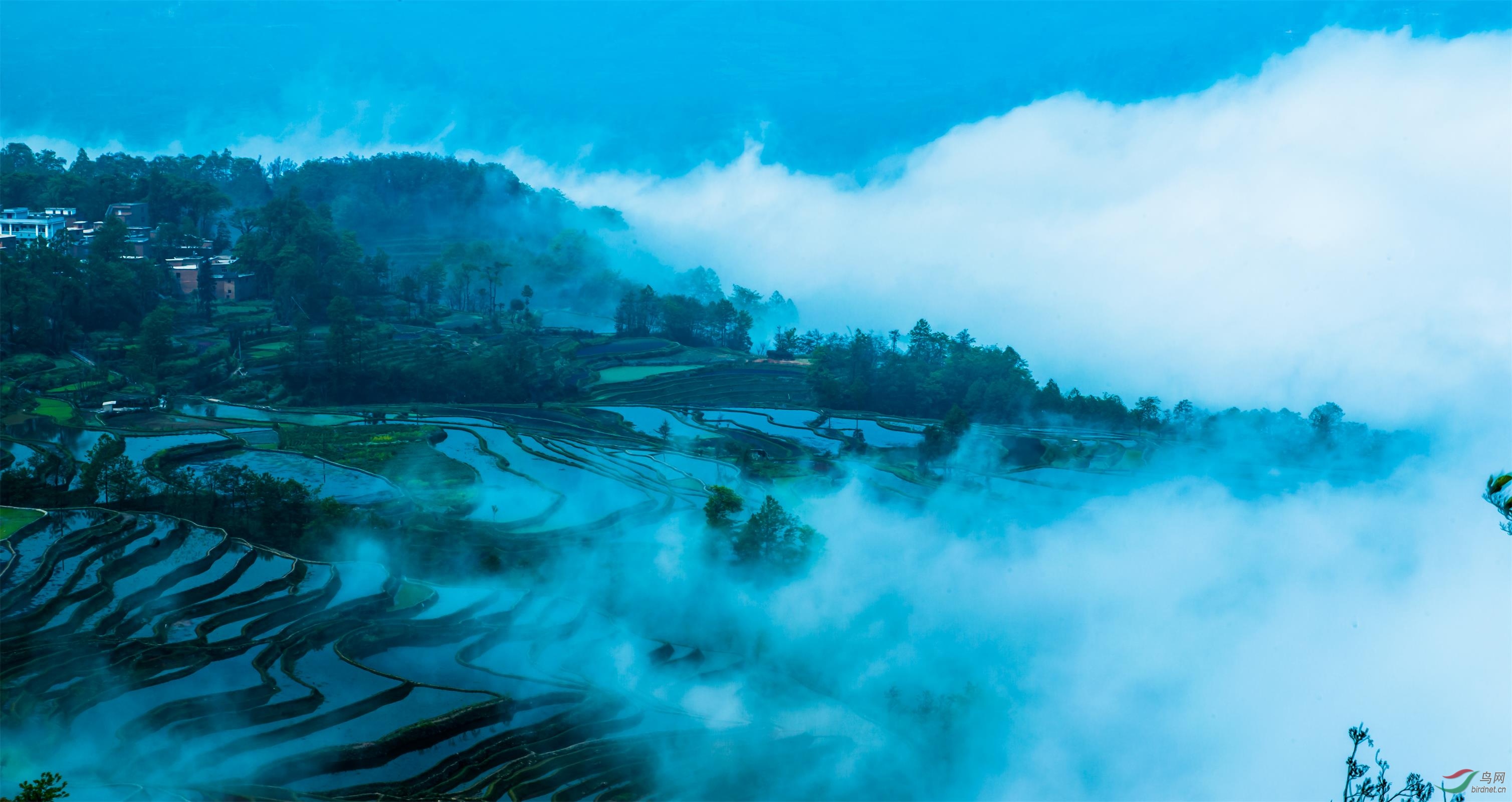 云南元阳梯田云海