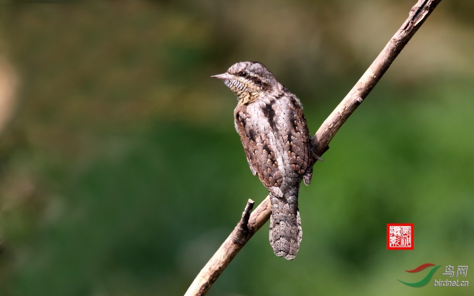蚁裂鸟百科图片