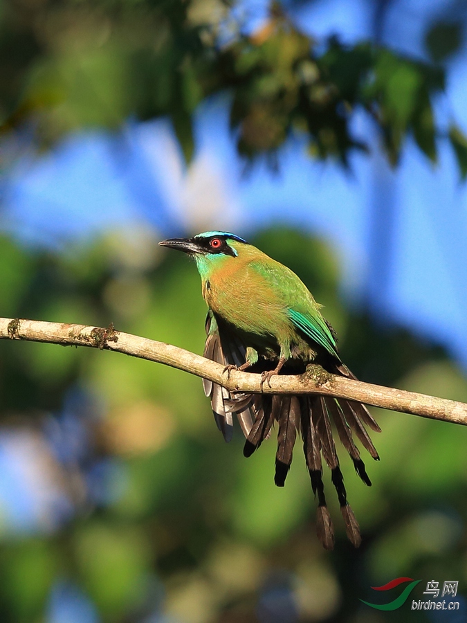 晨光中的蓝顶翠鴗