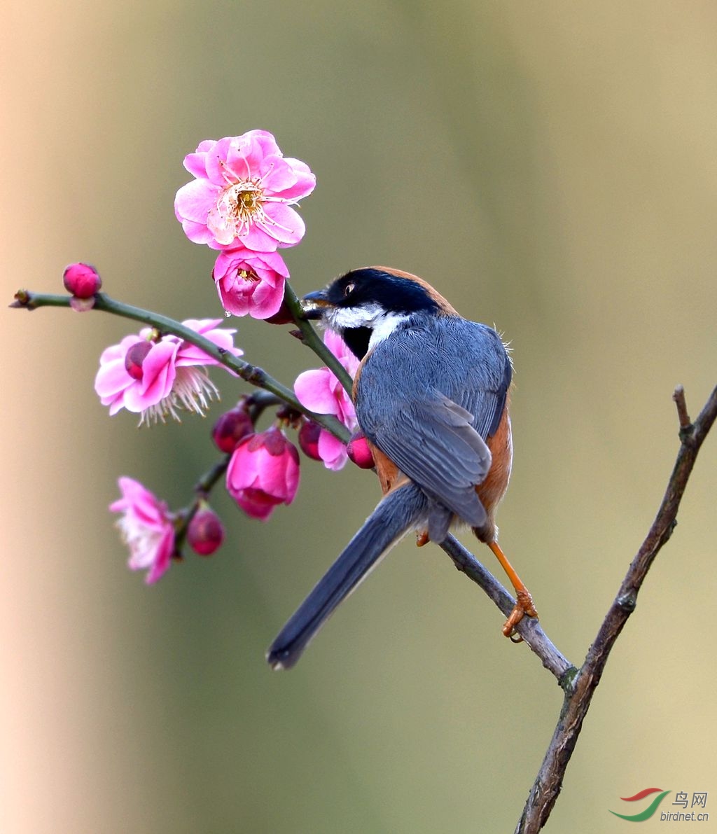 [林鸟] 红梅--------红头山雀